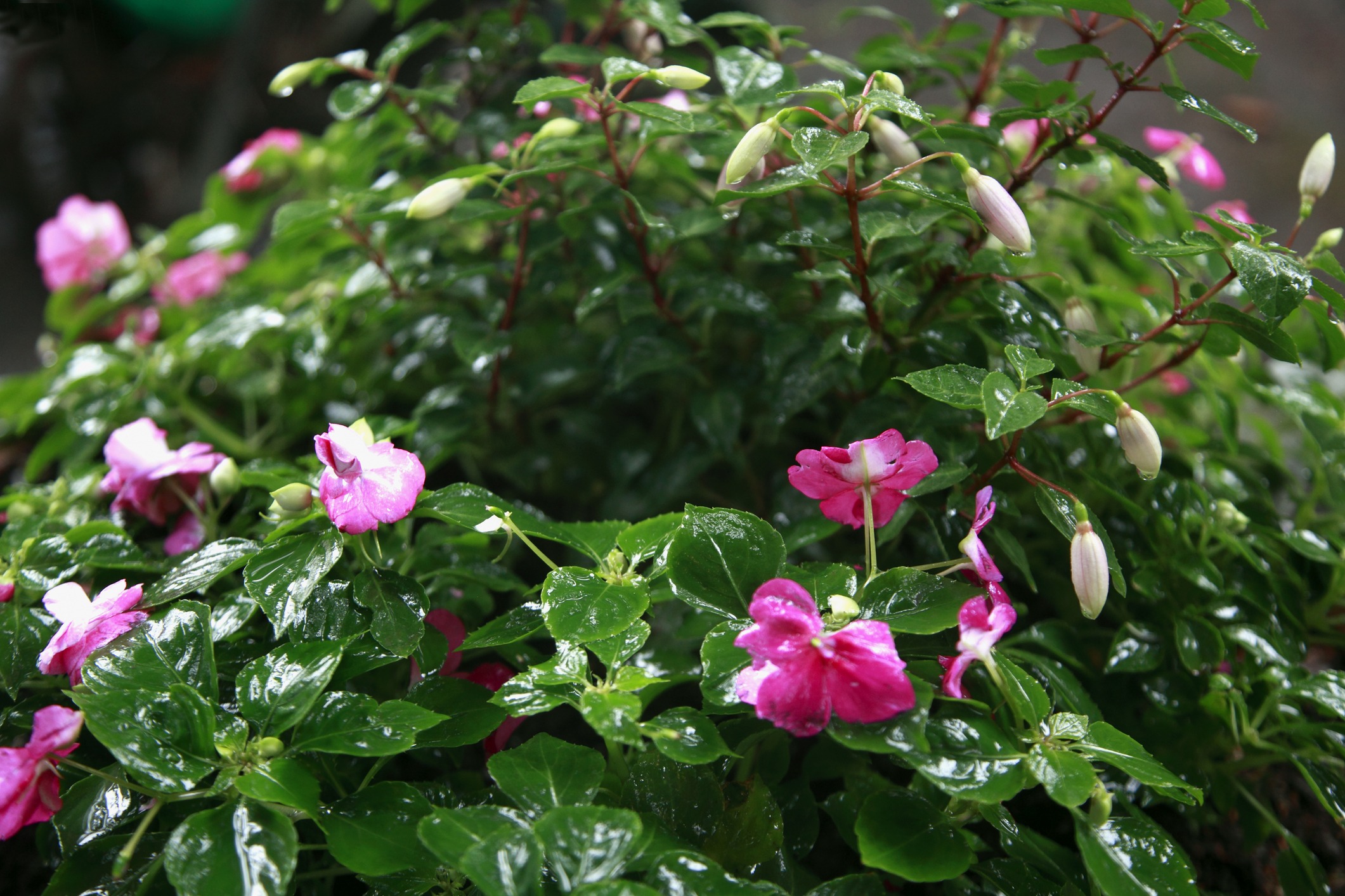 Vibrant pink flowers with lush green leaves are covered in glistening water droplets, creating a fresh and lively natural scene.