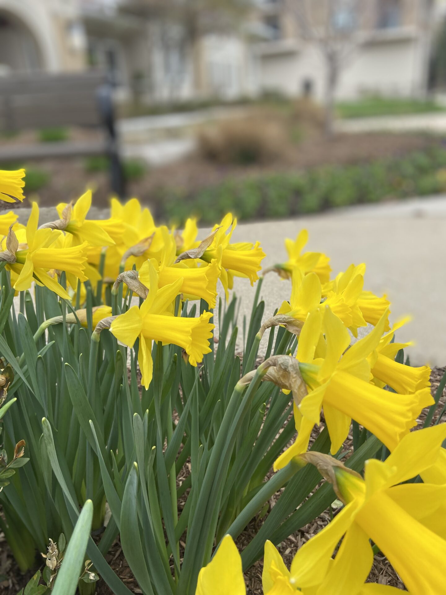 Bright yellow daffodils in a landscaped garden, with blurred residential buildings and a bench in the background.