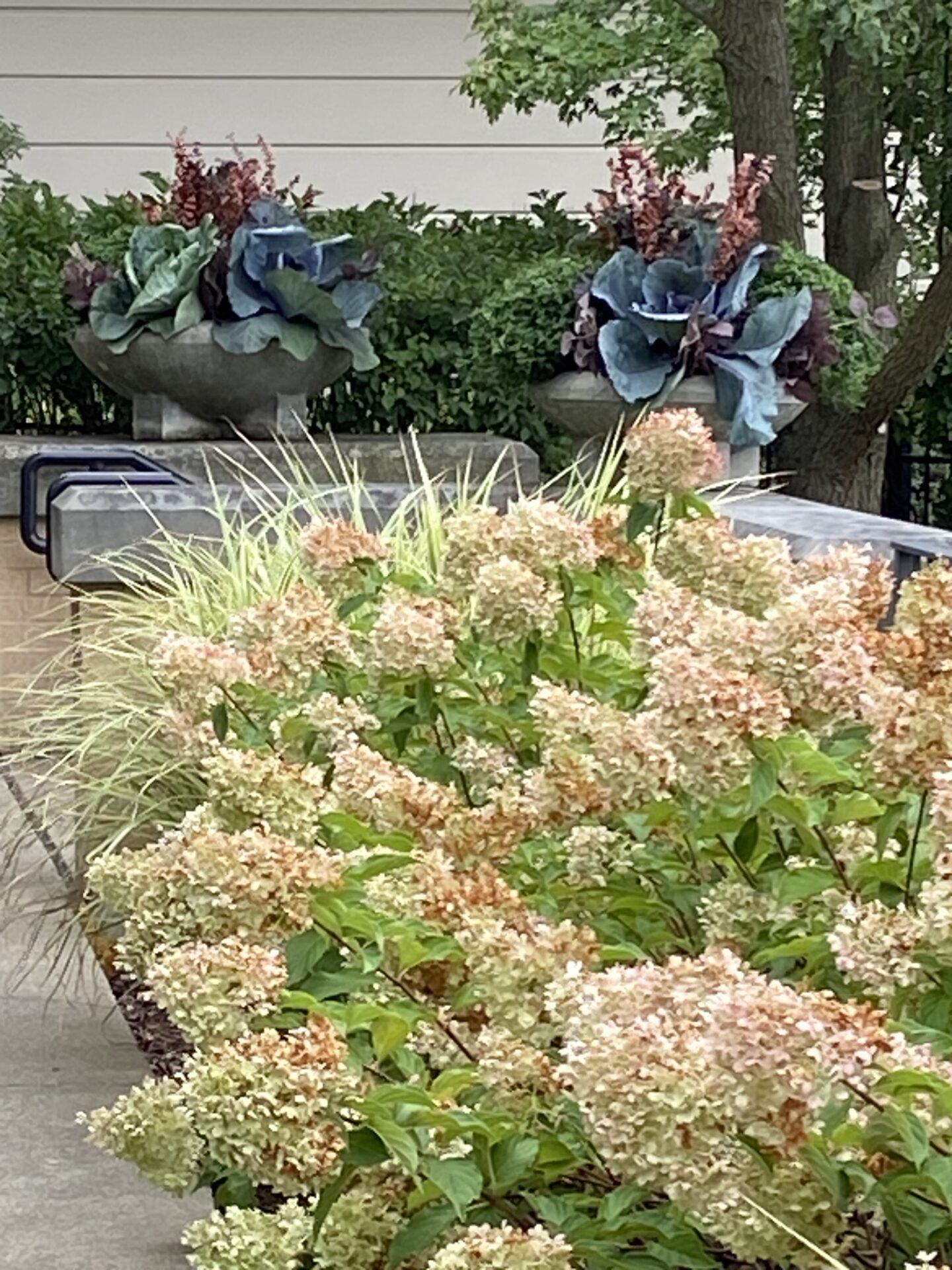 Lush garden setting with ornamental cabbages in containers, surrounded by blooming hydrangeas and greenery, creating a vibrant and serene outdoor space.