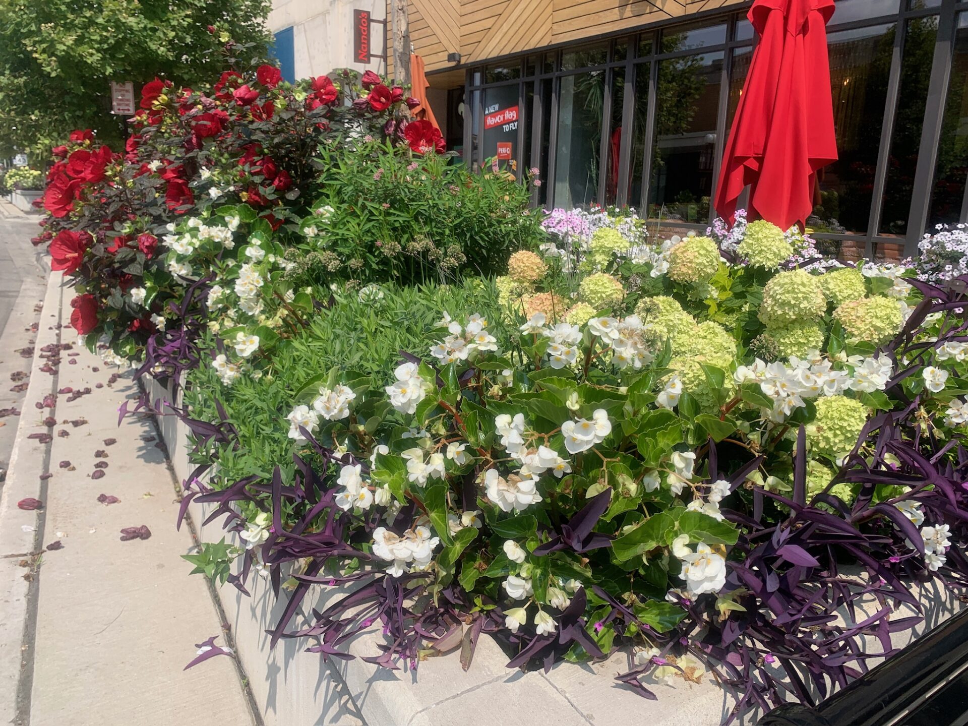 A vibrant sidewalk garden with red and white flowers, near a restaurant entrance adorned with red umbrellas, complements the sunny urban setting.