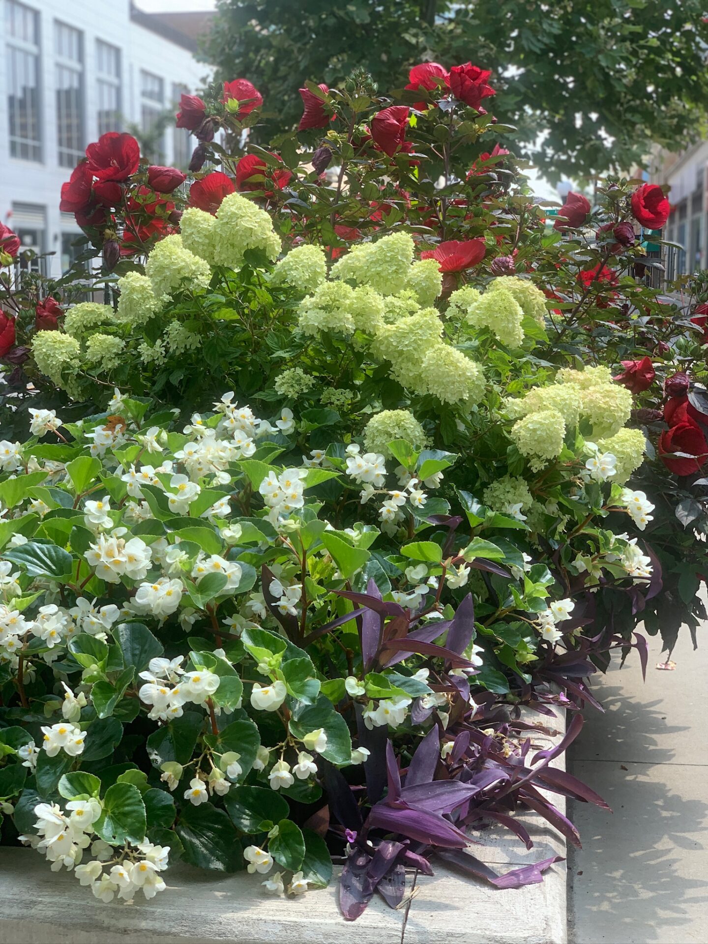 A vibrant arrangement of red, white, and green flowers bloom in a garden bed. Buildings with large windows appear in the background.
