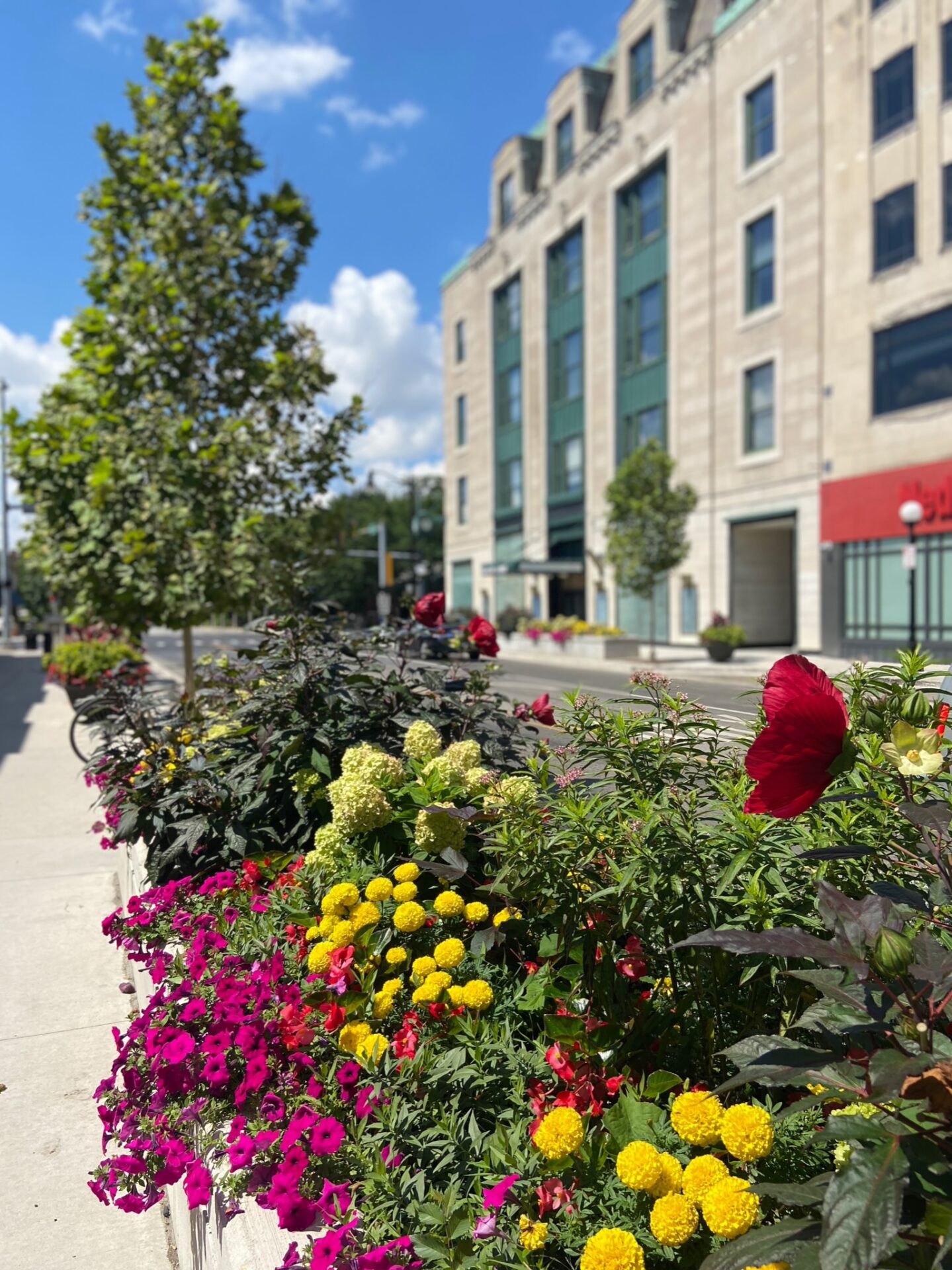 A vibrant flower bed lines a city sidewalk, adjacent to a large building. Trees and a clear blue sky complement the scene.