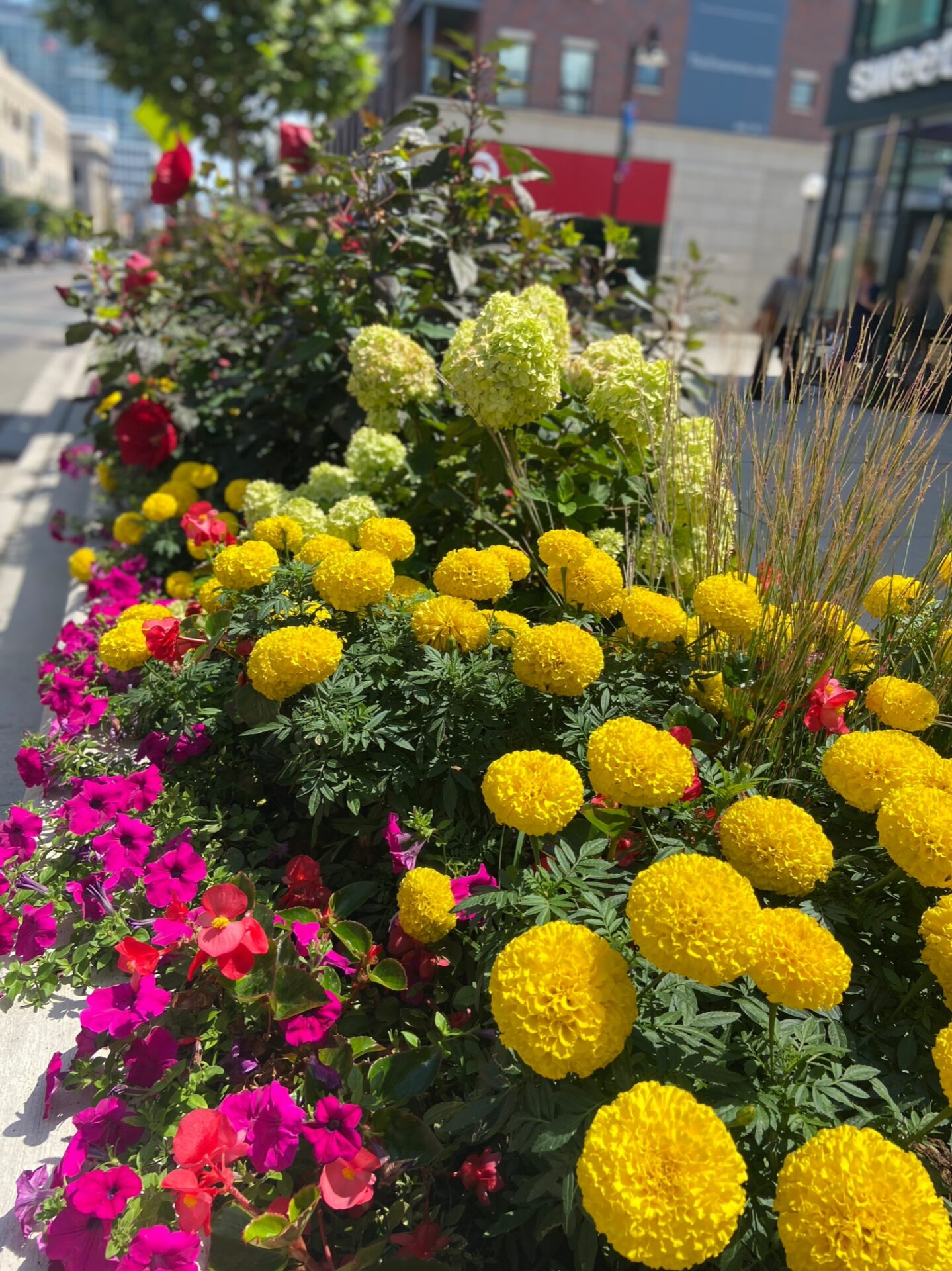 Vibrant city street scene featuring colorful flowers and urban buildings in the background, with sunlight illuminating the blooms.