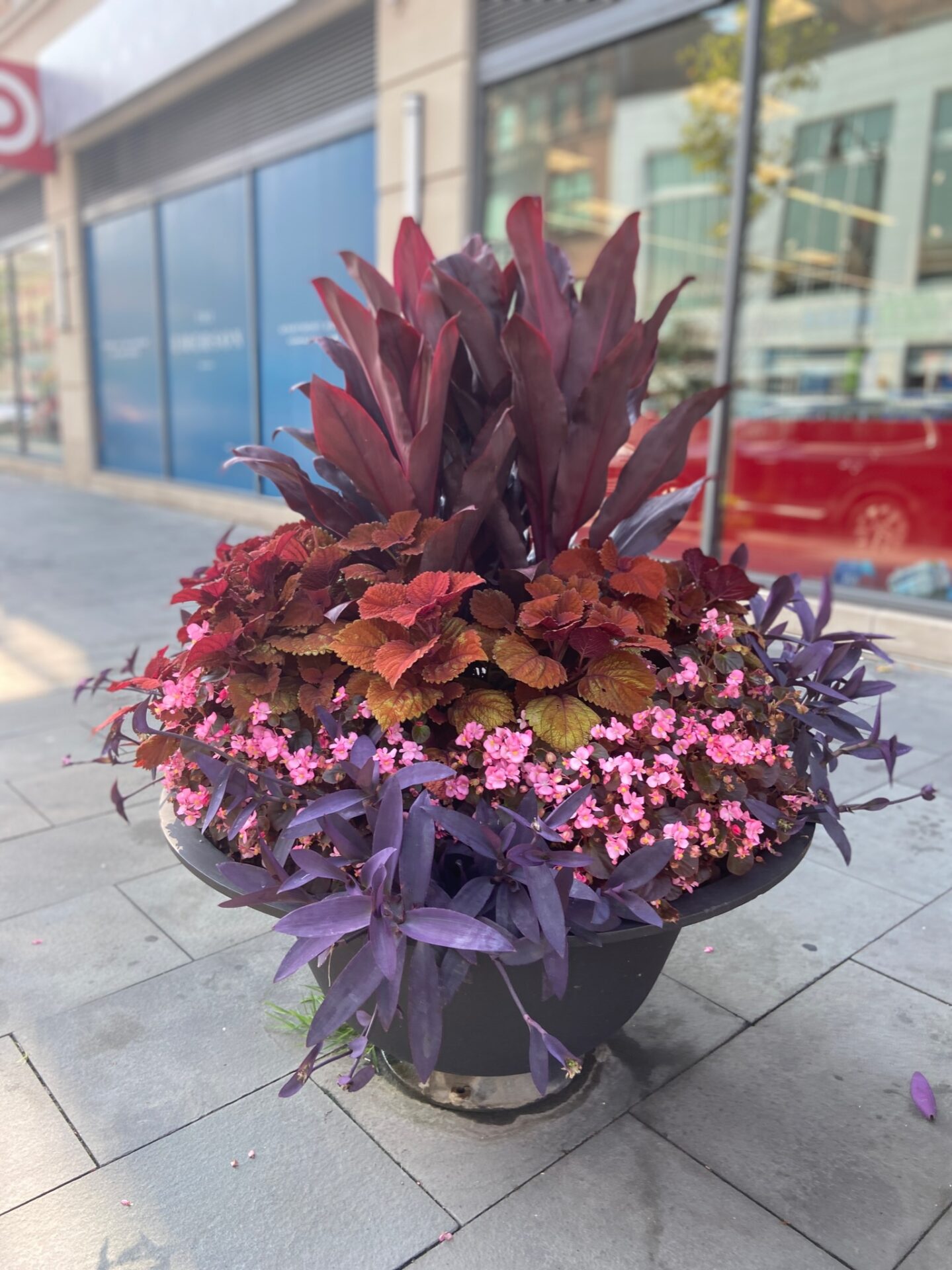 A vibrant sidewalk planter with purple, red, and pink leaves is in front of a building with reflective glass.