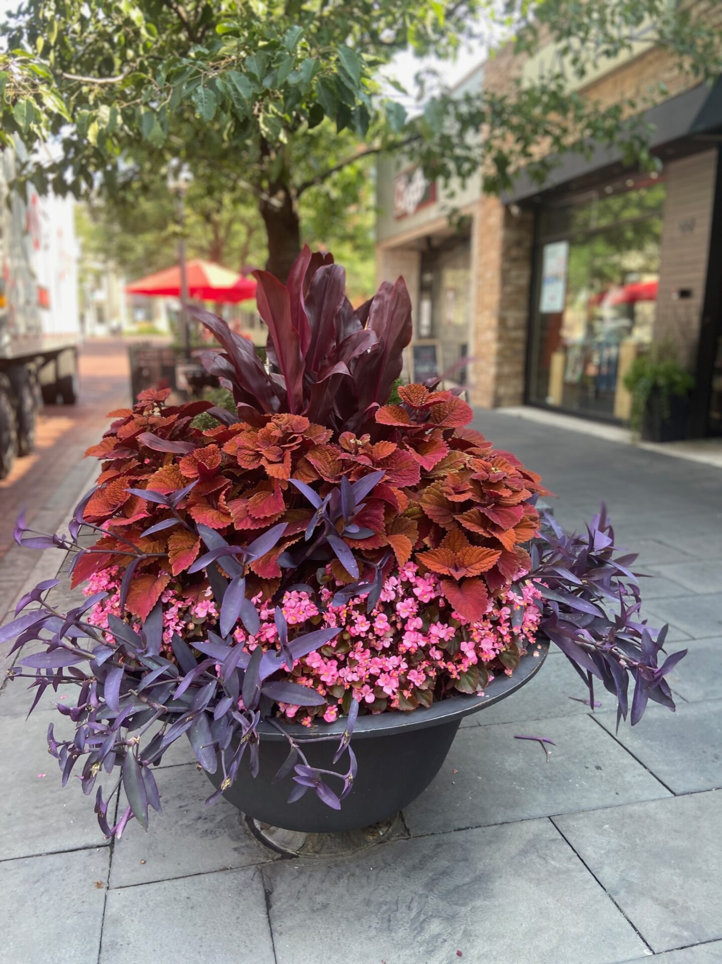 A vibrant planter with red and purple foliage on a paved street, surrounded by trees, near storefronts with red umbrellas.