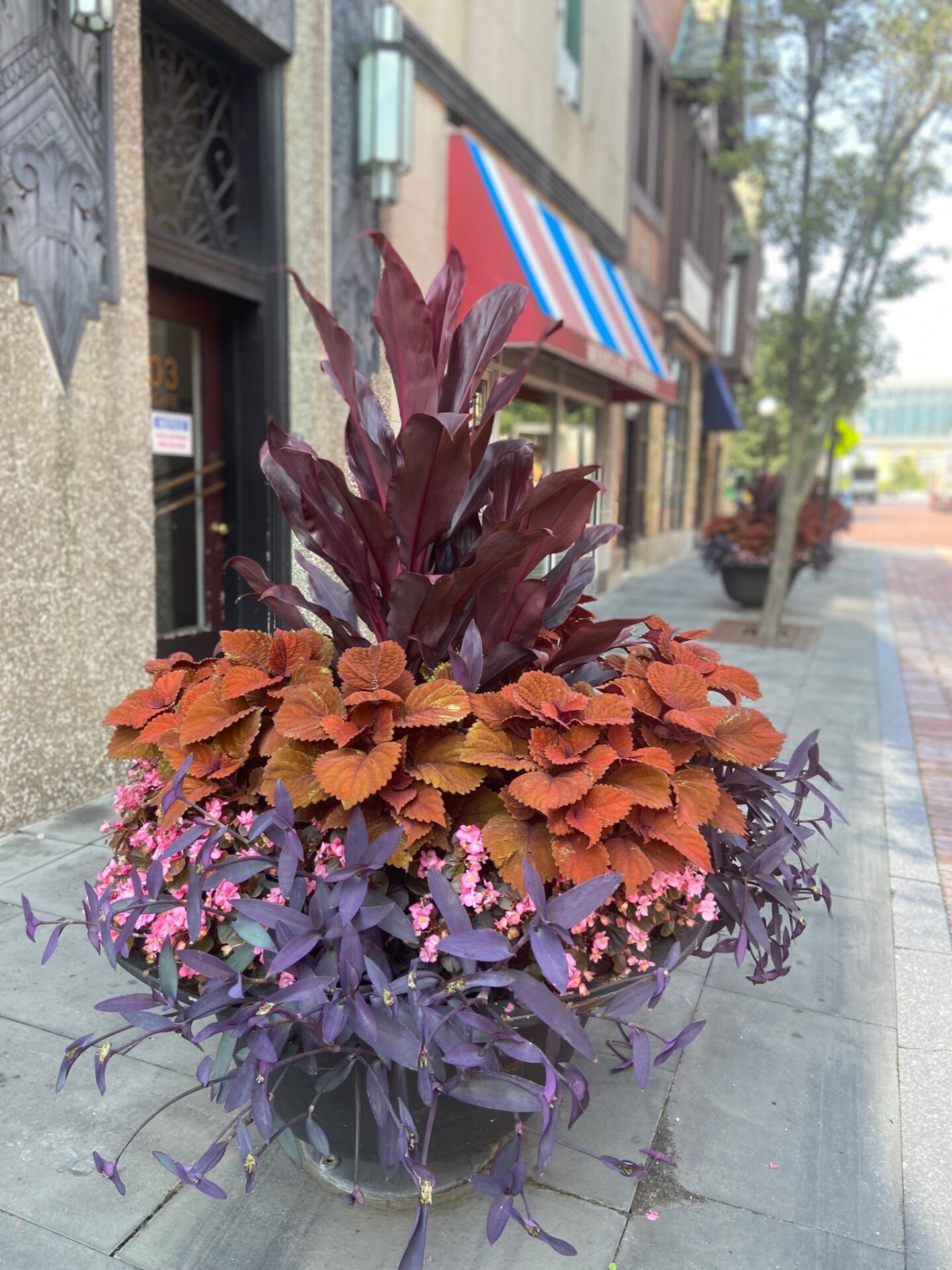 A vibrant planter with red, purple, and pink foliage on a bustling city street with storefronts and trees in the background.
