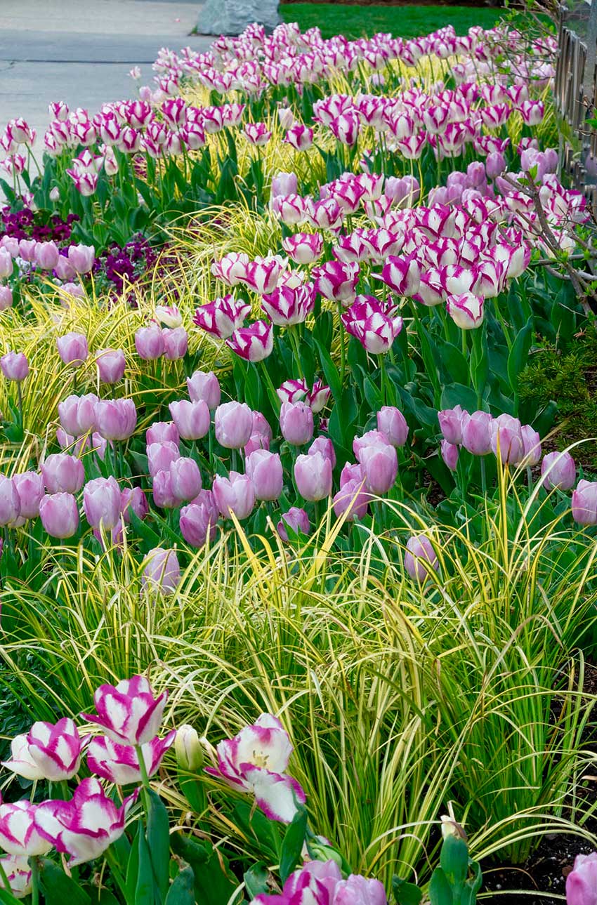 Vibrant pink and white tulips are blooming in a garden, surrounded by lush green and yellow grasses. Concrete pathway in the background.