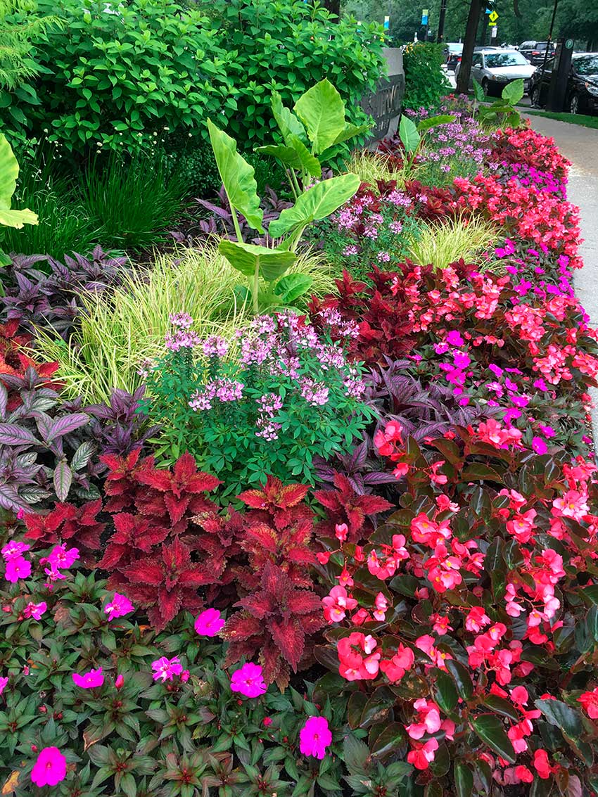 A vibrant garden with colorful flowers and lush greenery lines a sidewalk, with cars parked nearby. No landmarks or historical buildings present.