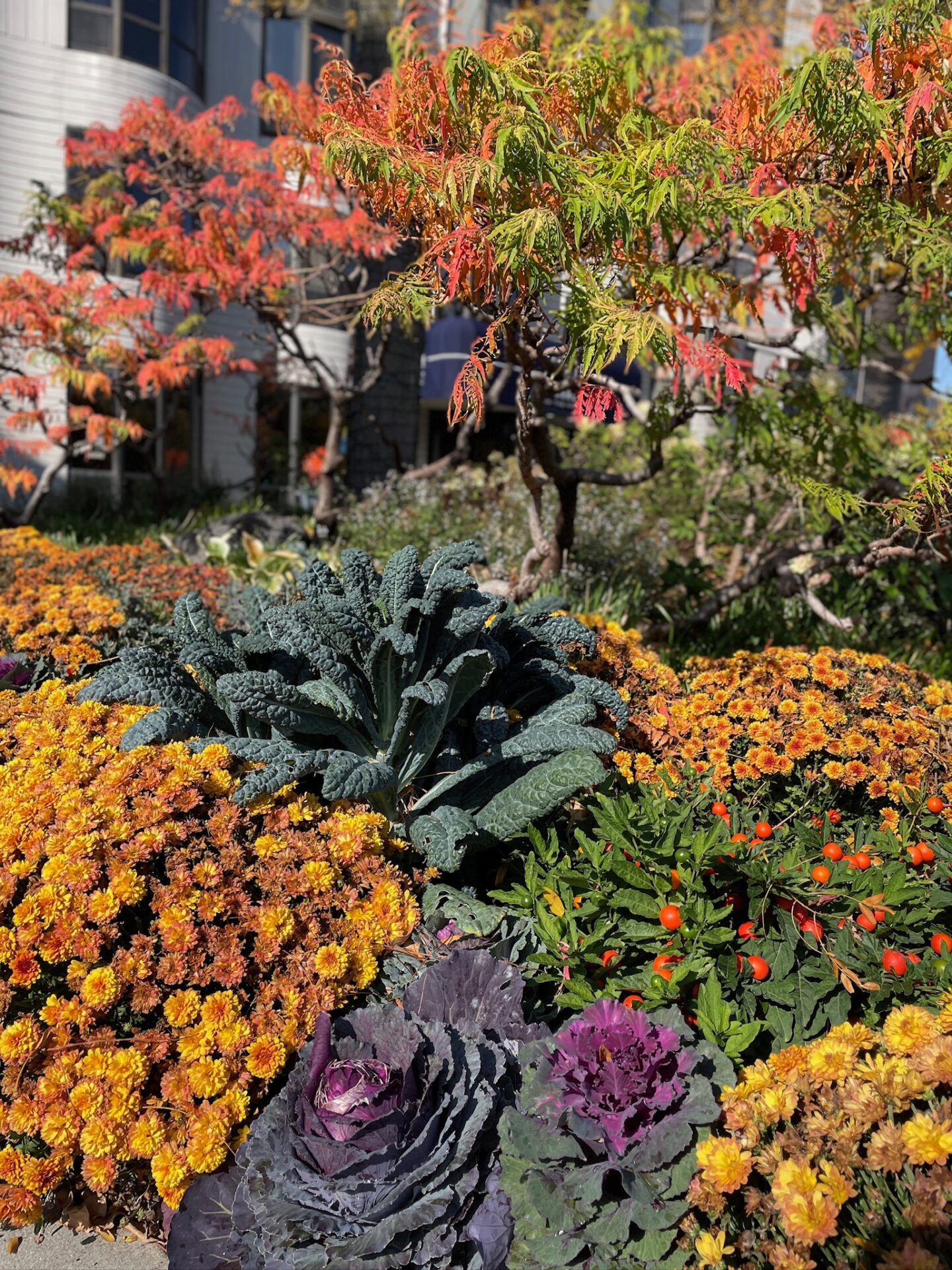 Colorful garden with vibrant flowers, leafy greens, and orange-red trees under sunlight, situated next to a modern building with blue awning.
