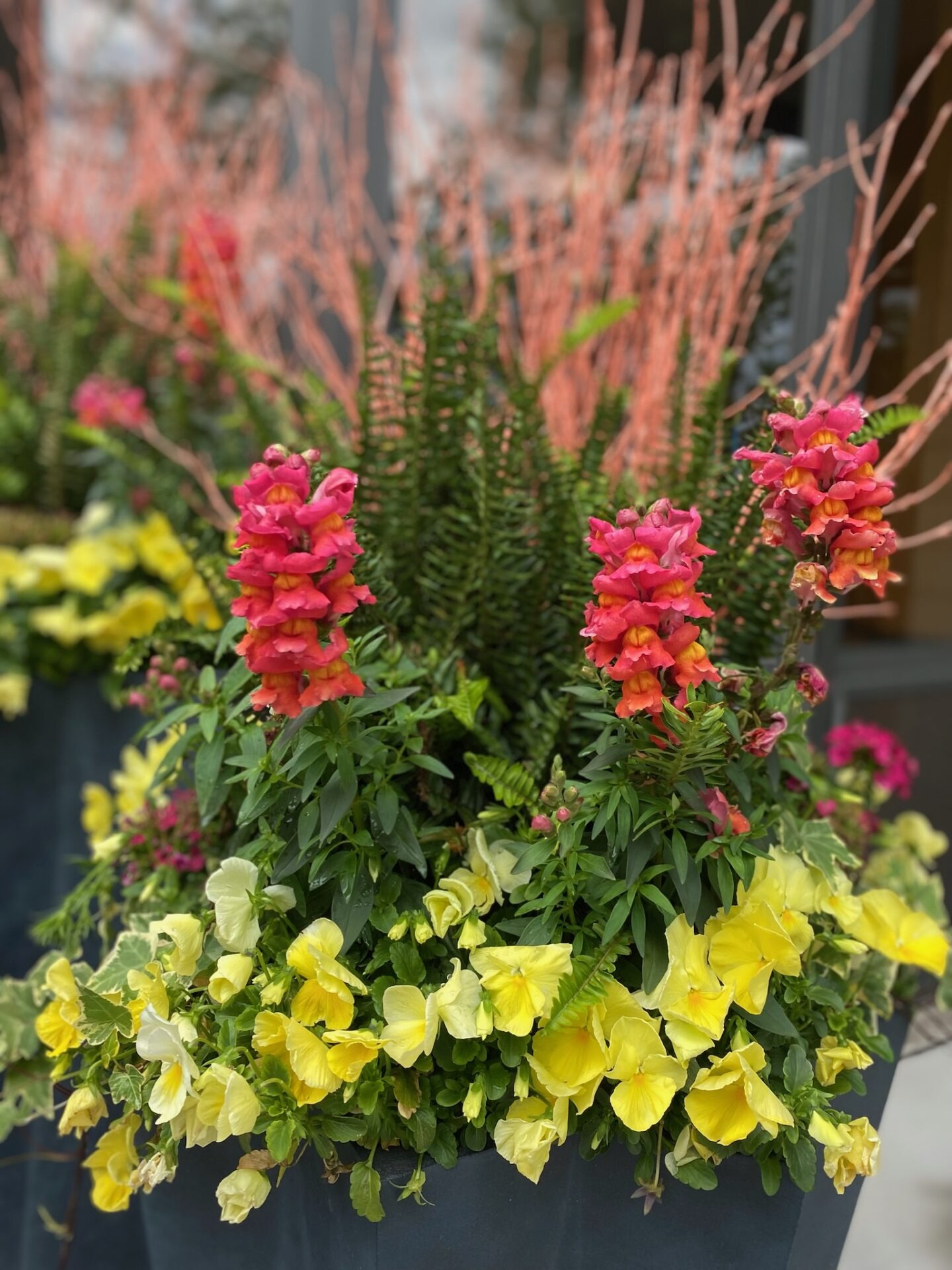 Vibrant garden arrangement featuring pink snapdragons, yellow flowers, and green foliage against a backdrop of bare branches in a decorative planter.
