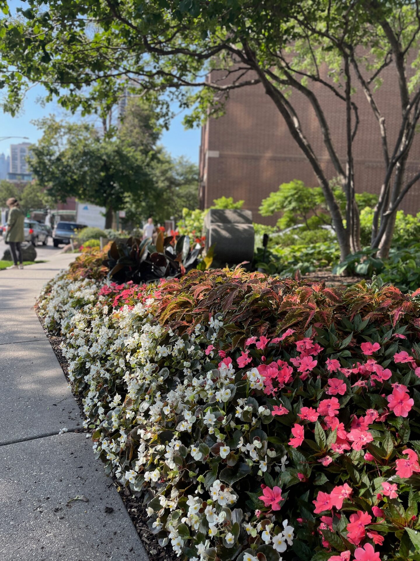 Sidewalk beside vibrant pink and white flowers, surrounding greenery. Two people walk nearby. Urban brick building and trees provide shaded backdrop.