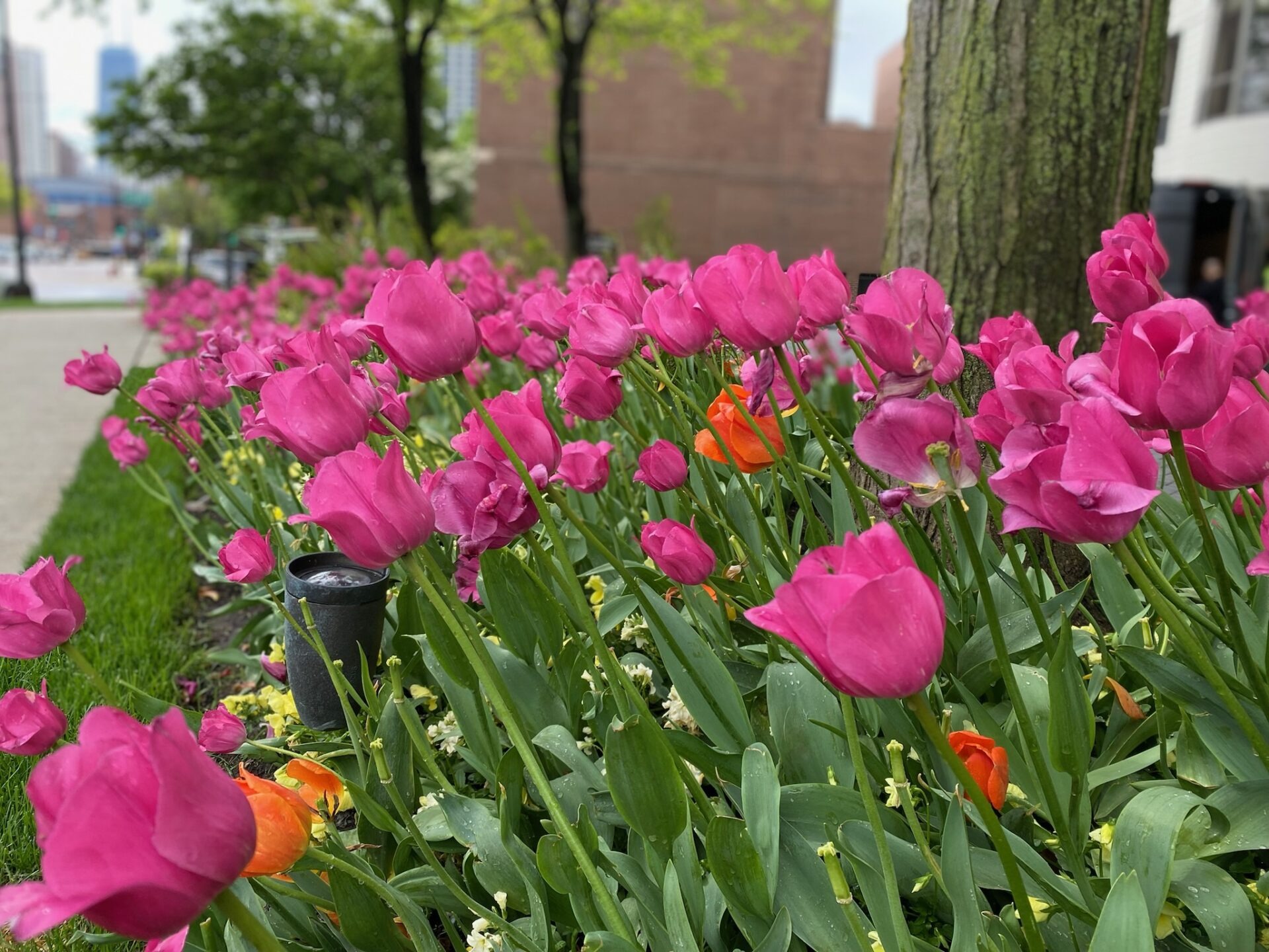 Vibrant pink and orange tulips bloom beside a tree on a city street; blurred cityscape in the background, lush greenery around.