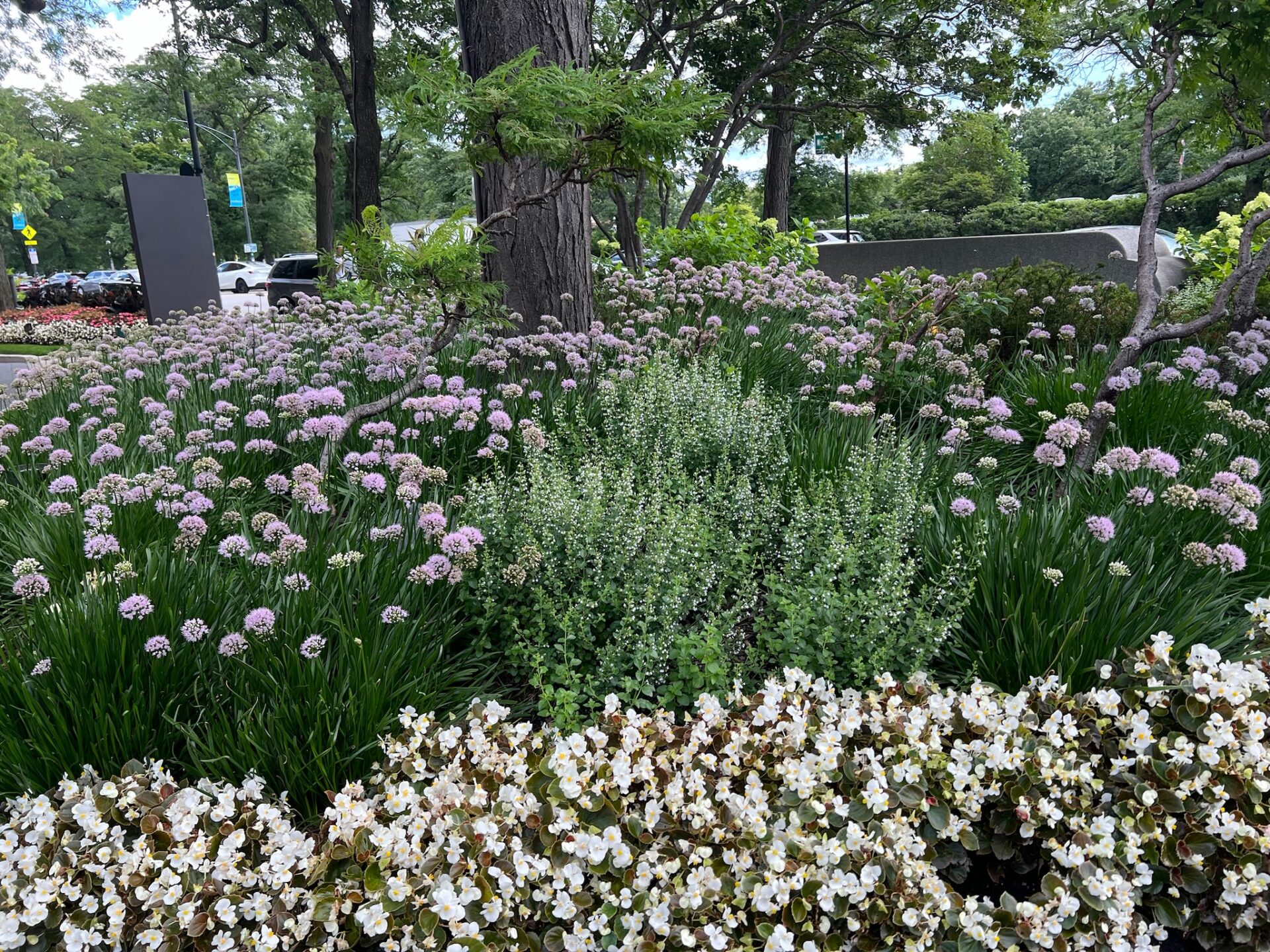 Lush garden with a variety of blooming purple and white flowers, surrounded by trees and parked cars in the background.