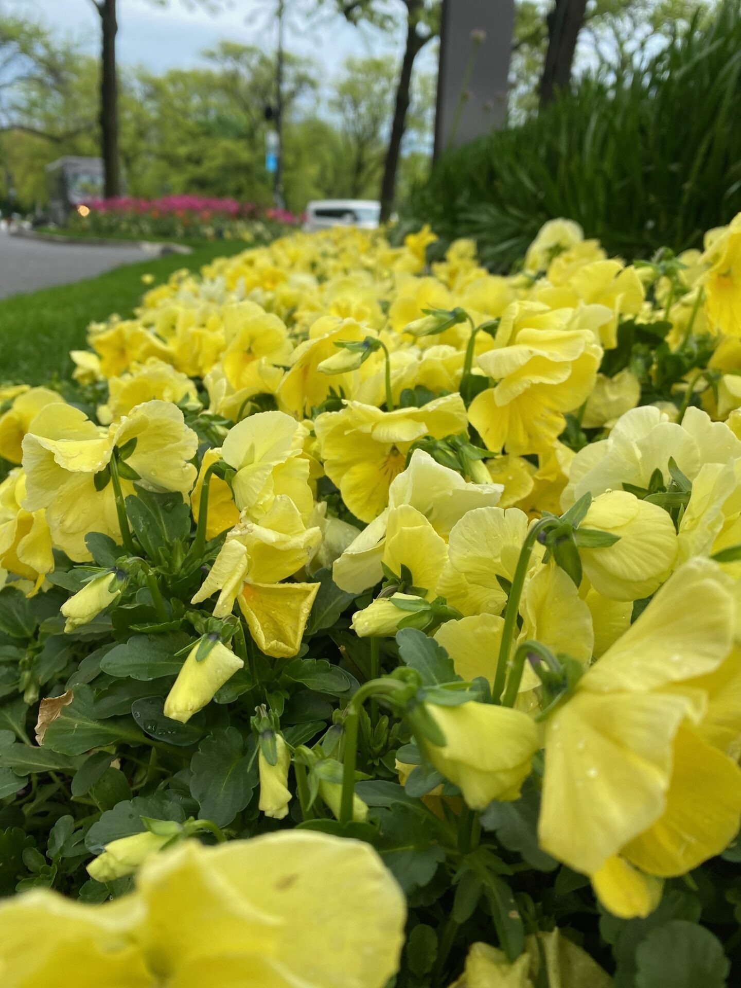 Yellow flowers bloom vibrantly along a city sidewalk, surrounded by lush greenery and blurred background with trees and a distant vehicle.