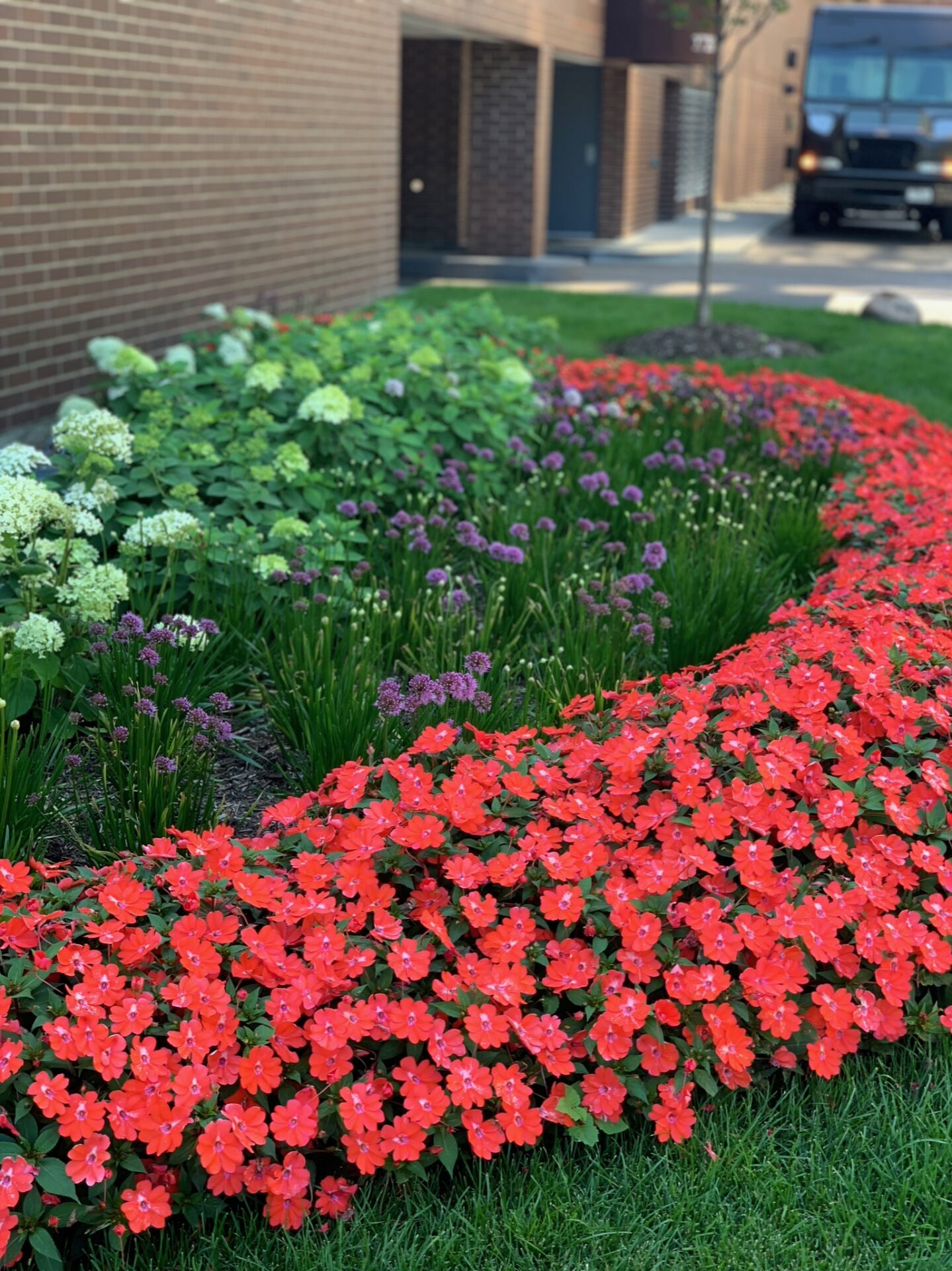 Colorful flower bed with red, purple, and white blooms adjacent to a brick building, near a parked delivery truck on a paved path.