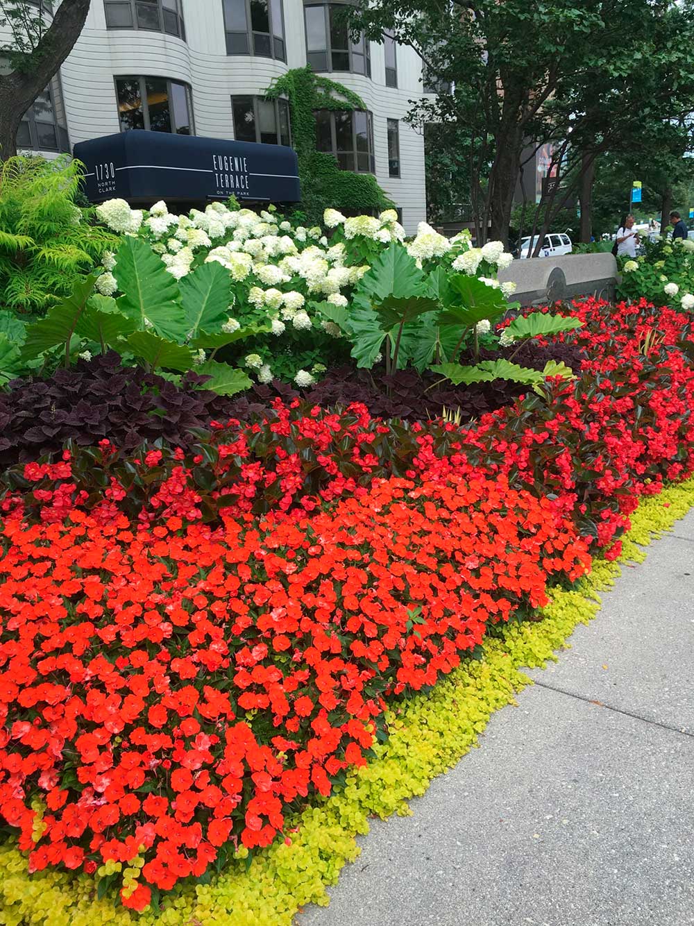 Vibrant flower bed outside Eugenie Terrace, Chicago. Red and white flowers contrast with lush greenery on a city sidewalk, near a building entrance.