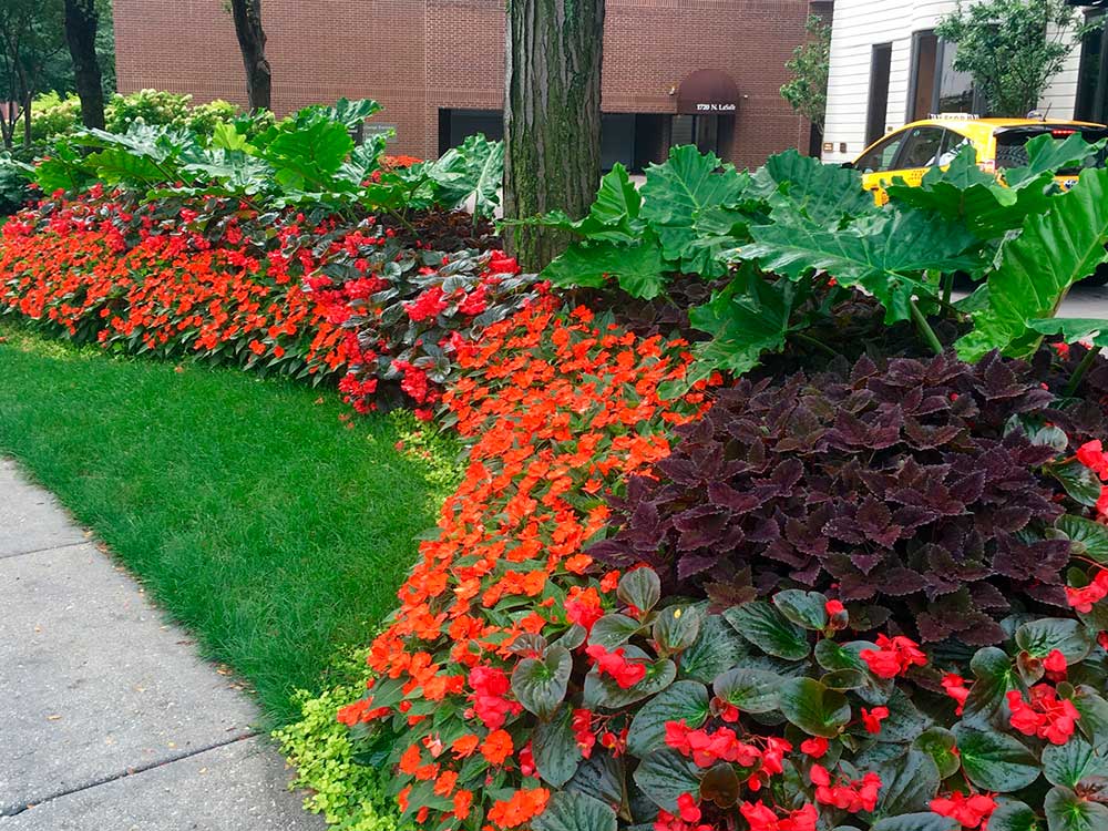Vibrant flower bed with red and purple foliage lines the sidewalk. Trees and city buildings in the background, yellow taxi visible.