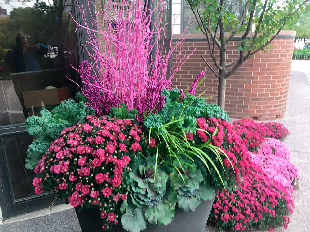 A vibrant planter with purple and pink flowers, kale, and branches. Visible sidewalk, window reflection, and brick wall in the background.