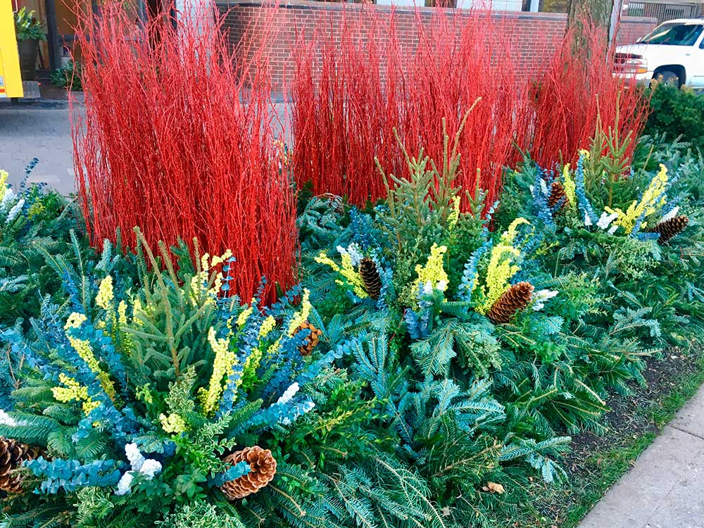 Vibrant outdoor winter garden with red dogwood branches, evergreen foliage, yellow flowers, and pinecones beside a street, bordered by a brick wall.