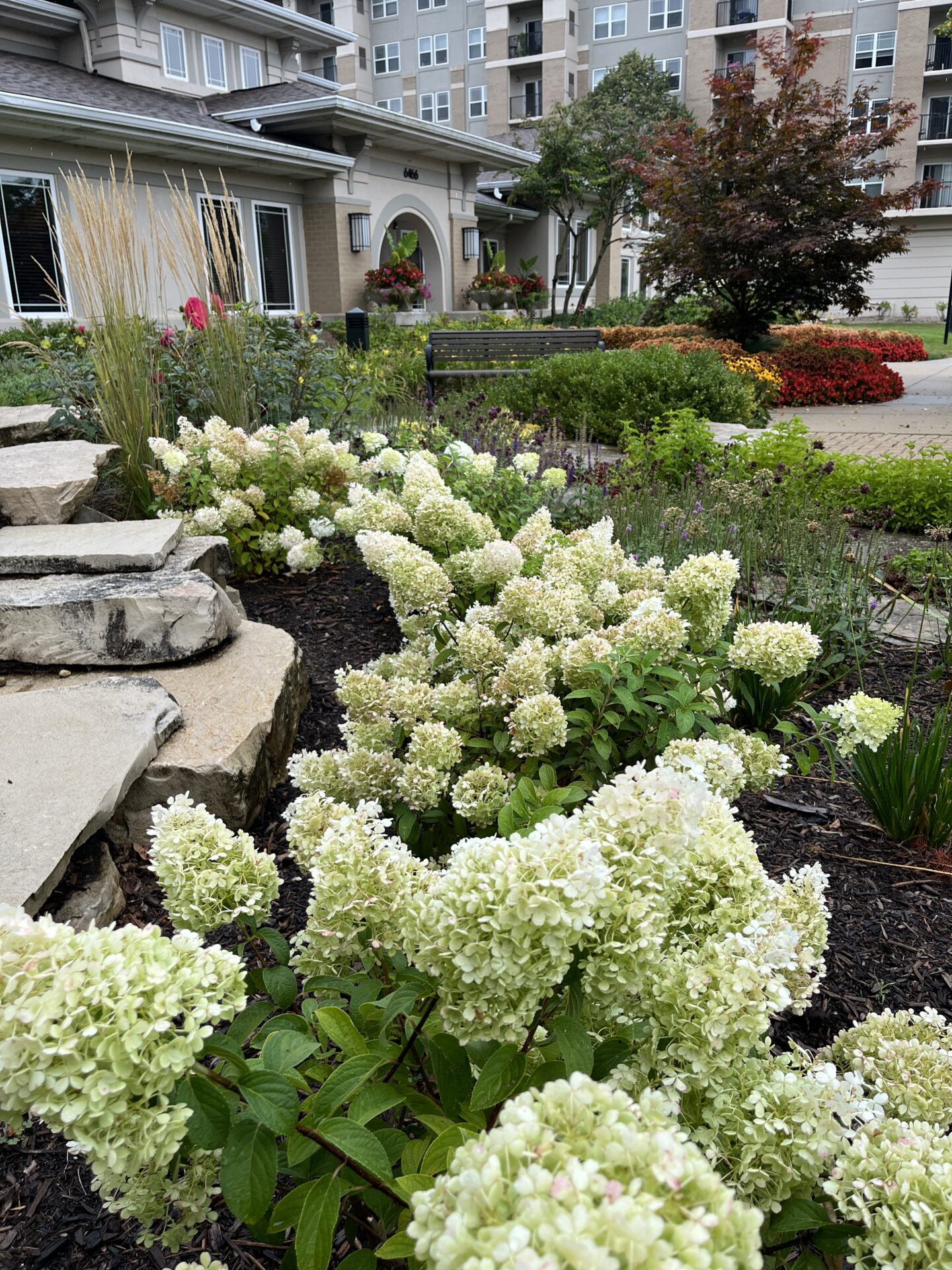 A landscaped garden with blooming white hydrangeas, stone path, and a modern residential building in the background. Cozy and inviting ambiance.