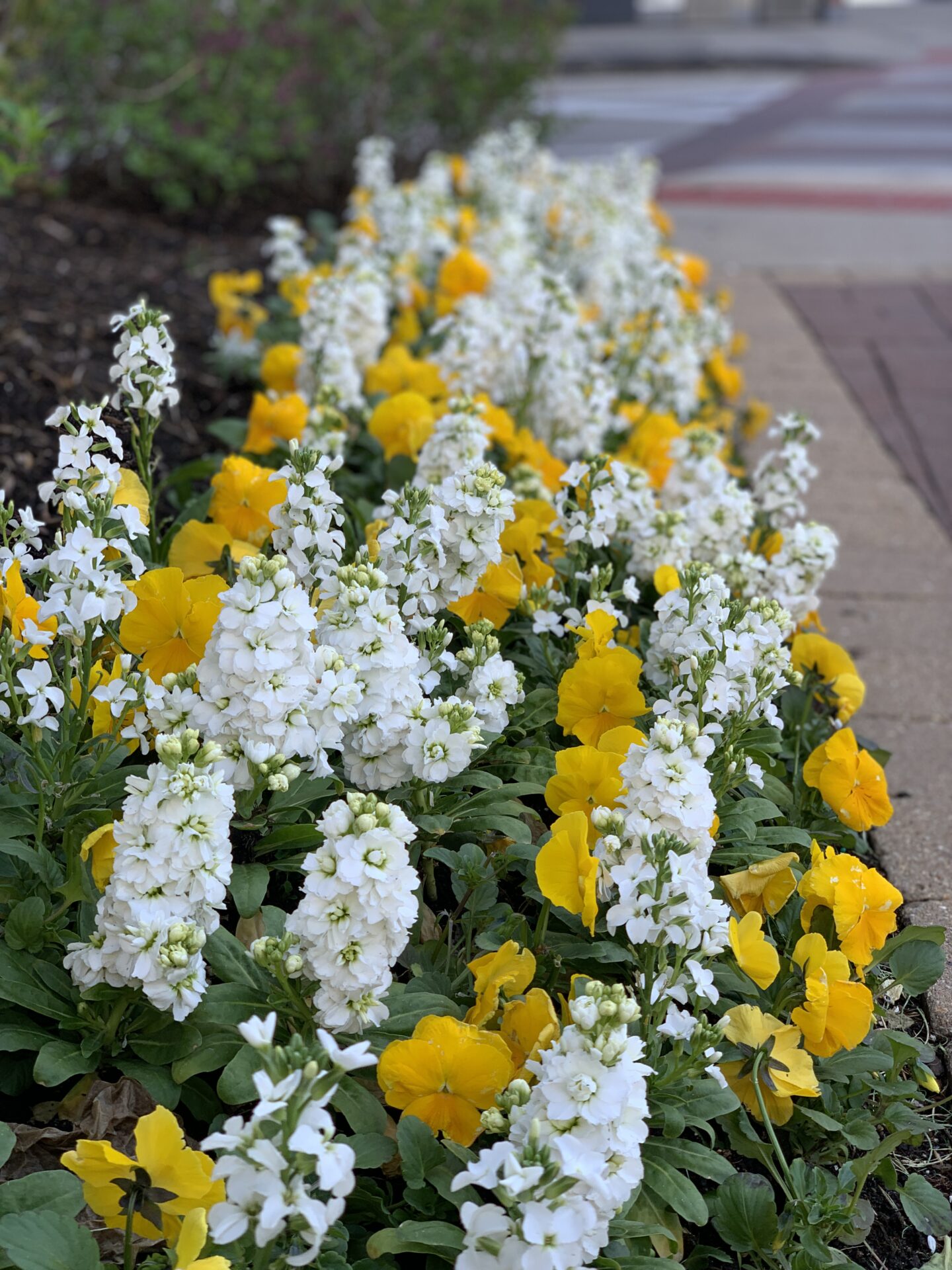 A vibrant garden with white and yellow flowers lines a concrete path, creating a colorful contrast against the urban background.
