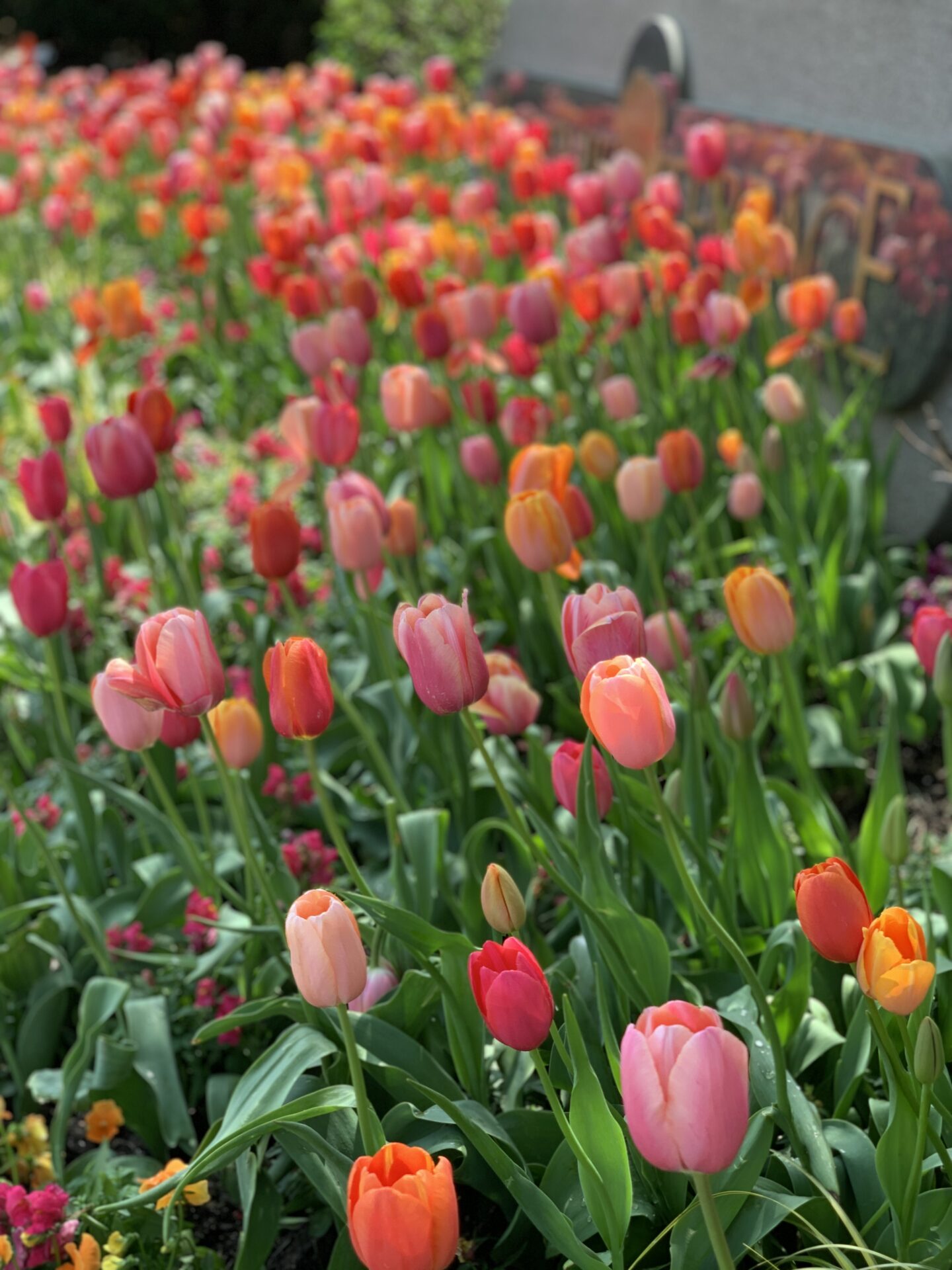 A vibrant array of pink, red, and orange tulips in full bloom, partially obscuring a stone sign in a lush garden setting.