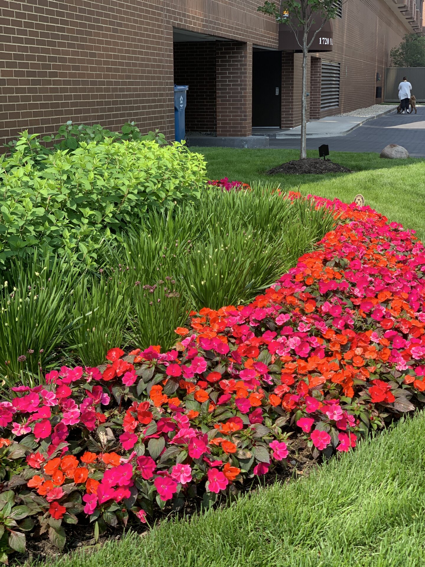 A vibrant flowerbed lines a pathway beside a brick building. A person walks a dog in the background. Bright red and pink blooms.