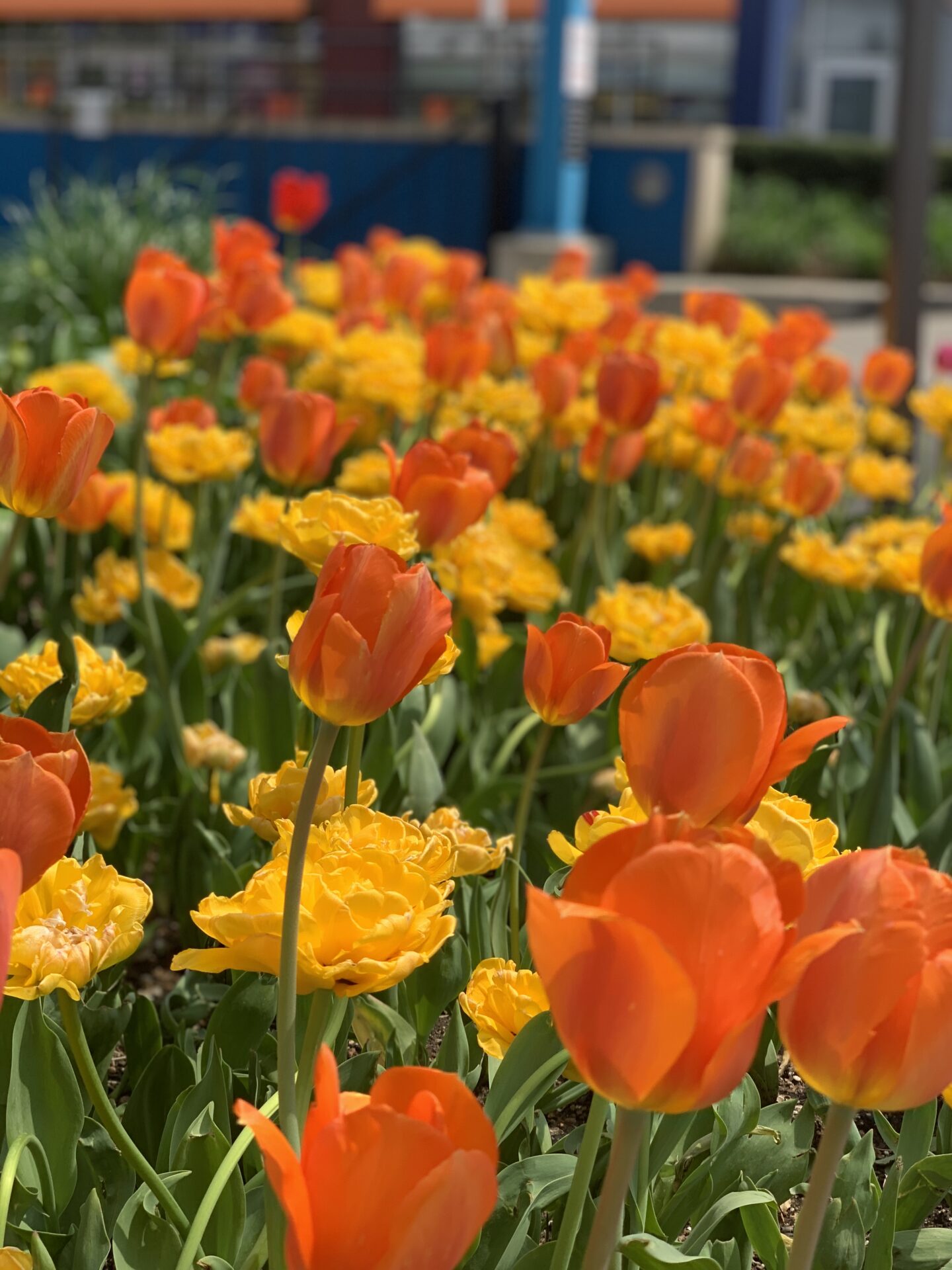 Bright orange and yellow tulips bloom in a garden, with blurred urban structures in the background, creating a vibrant contrast.