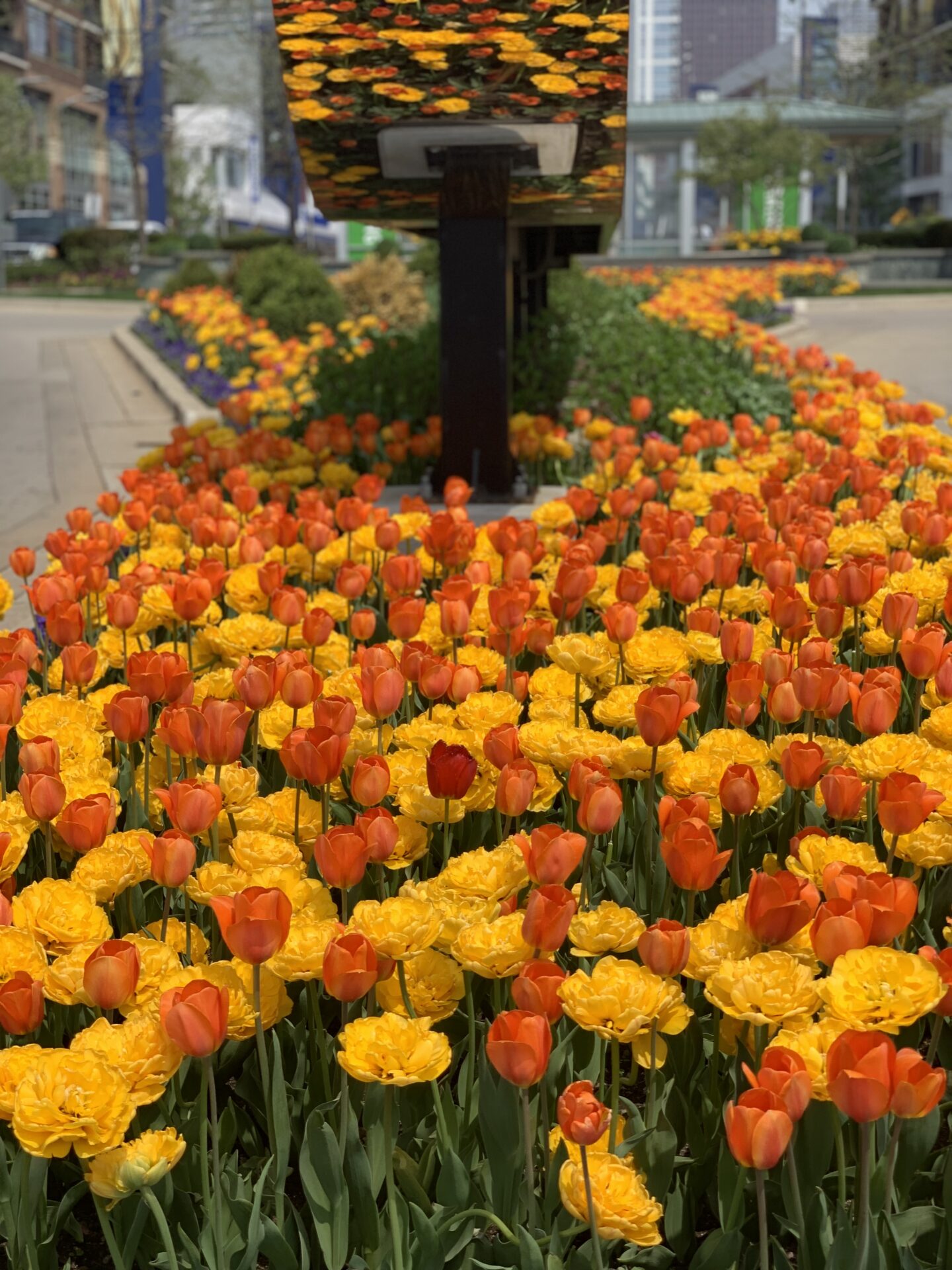A vibrant display of orange and yellow tulips lines a walkway, complemented by floral art, set in a modern urban environment.