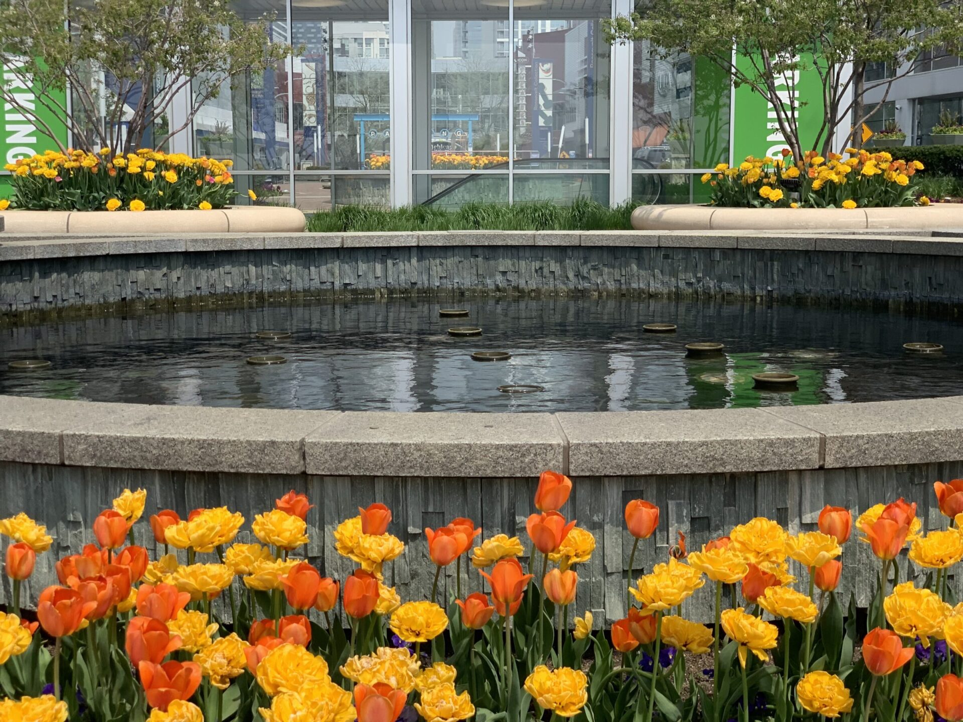 A round fountain surrounded by vibrant orange and yellow tulips, near a glass building with greenery in an urban setting.