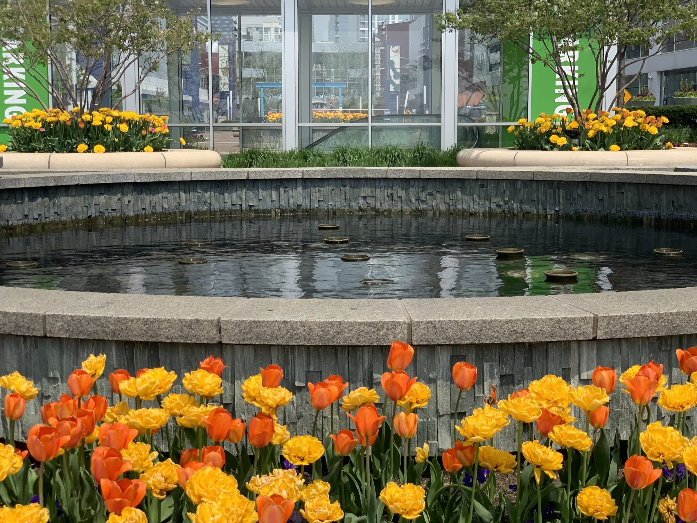 A round fountain surrounded by vibrant orange and yellow tulips, near a glass building with greenery in an urban setting.