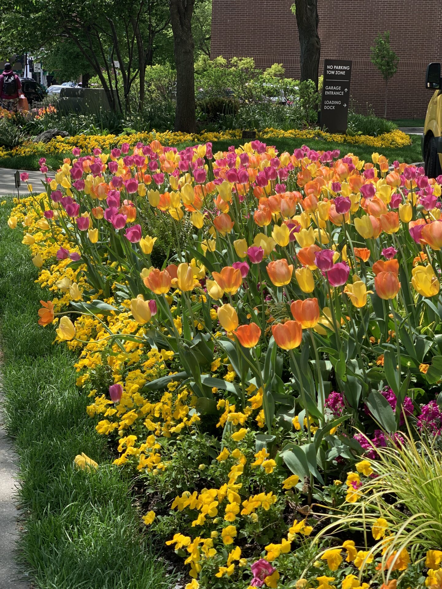 Colorful tulips and yellow flowers bloom in a garden beside a path, with trees and a person in the background.