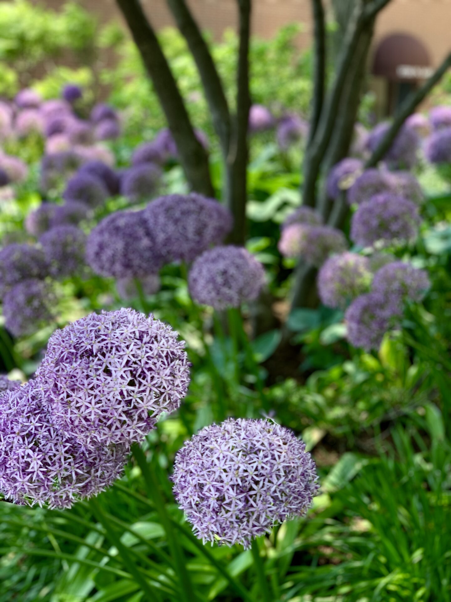 Purple allium flowers bloom vibrantly in a lush garden setting, surrounded by green foliage and trees. Blurred background adds depth and warmth.