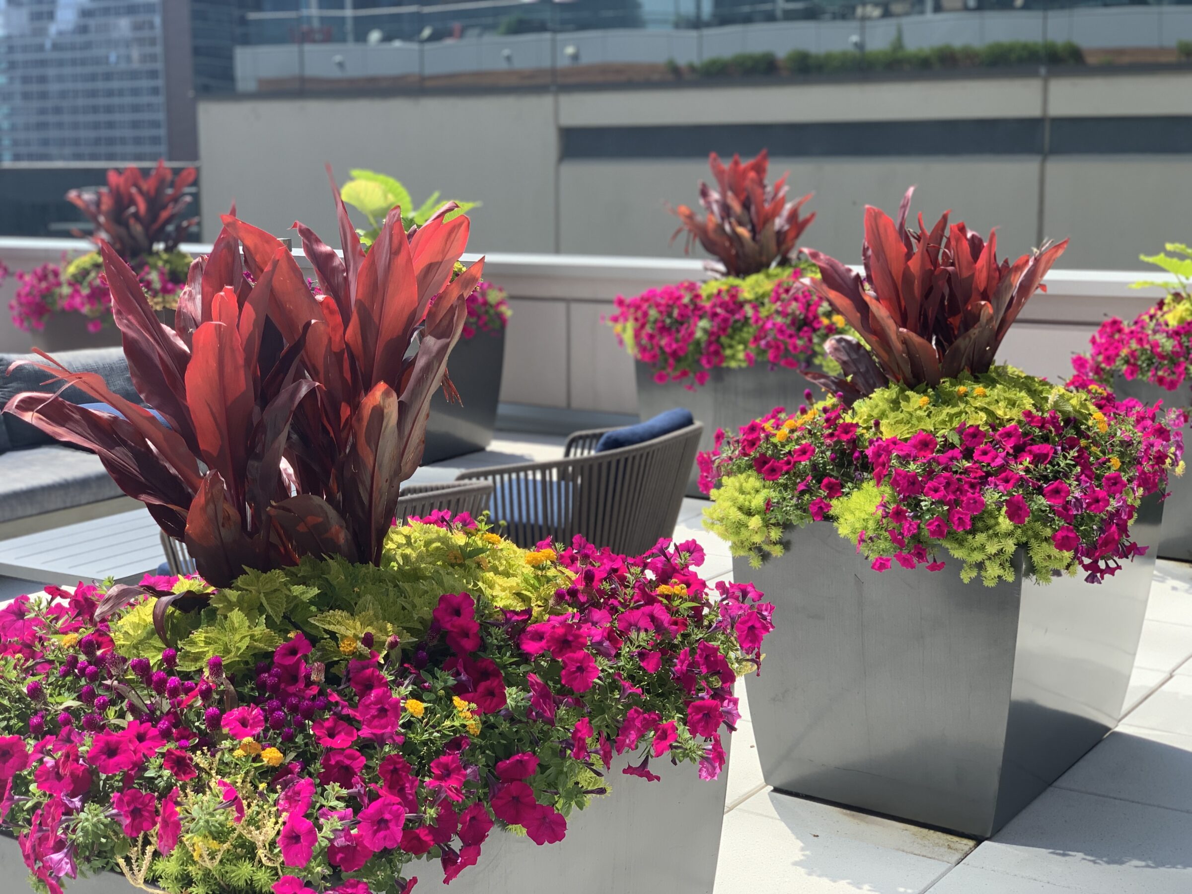A modern rooftop garden with large metal planters filled with vibrant flowers and foliage, surrounded by urban high-rise buildings in the background.
