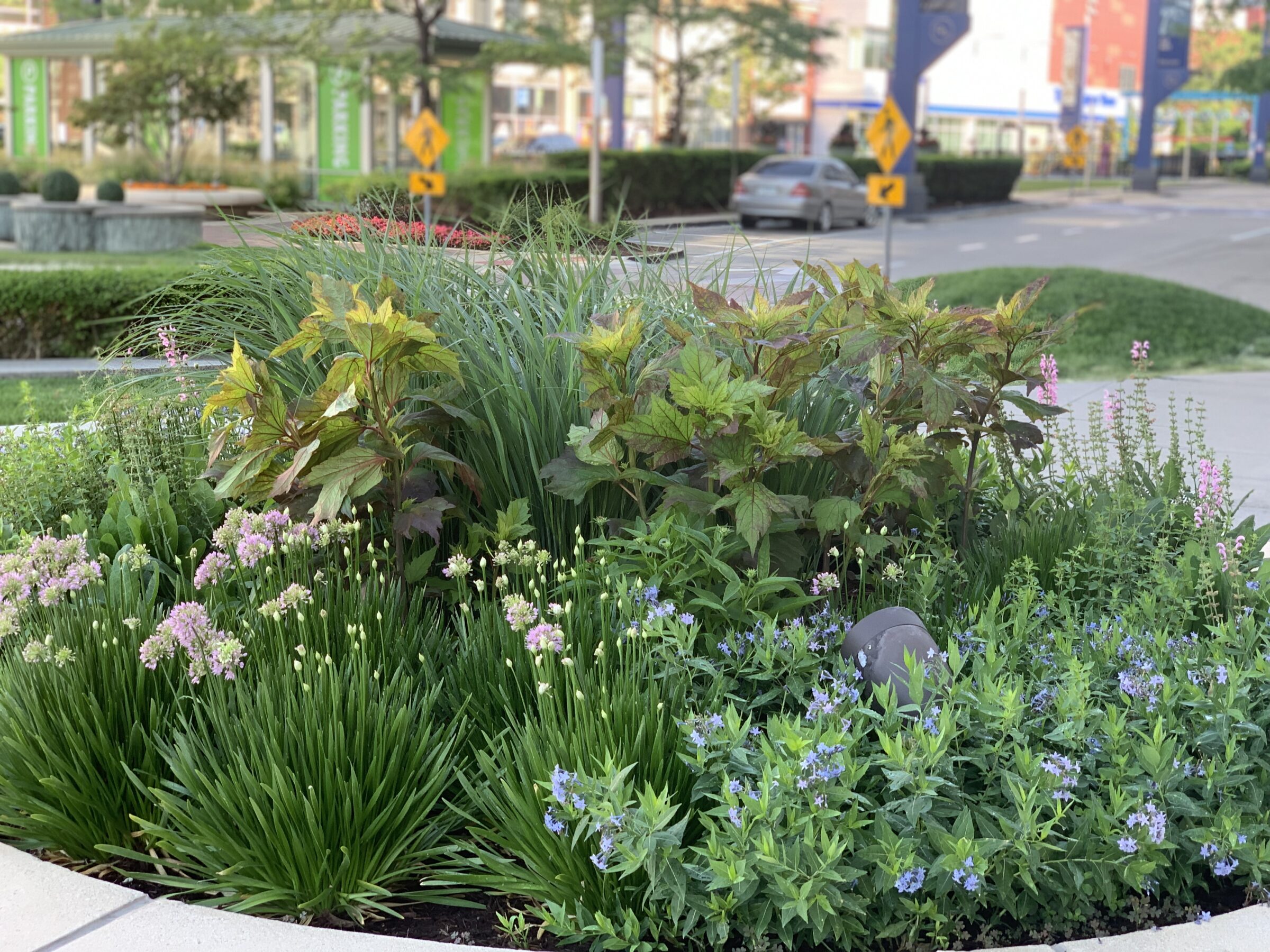 Lush urban garden with vibrant flowers and greenery in the foreground, city street and signs visible in the blurred background.