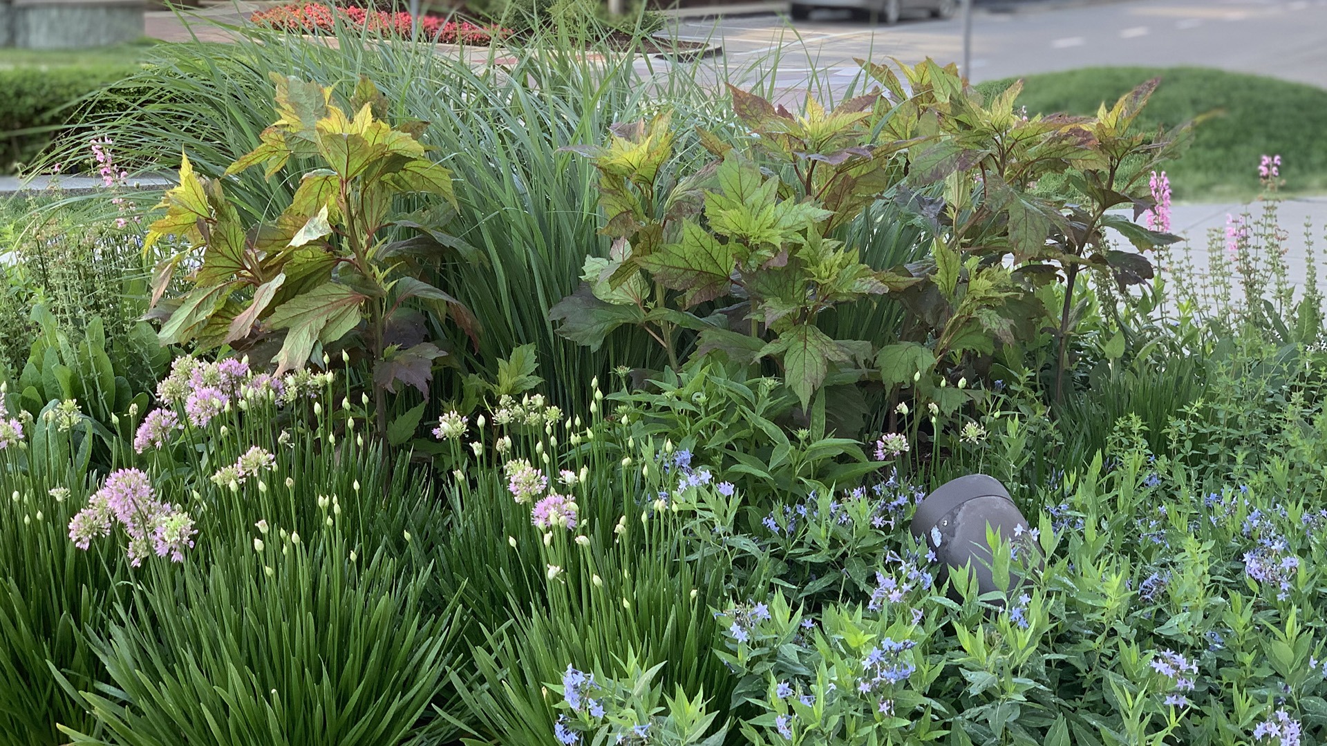 Lush garden scene with green foliage and purple flowers, street backdrop. Prominent spotlight among plants. Vibrant urban greenery enhances the landscape.
