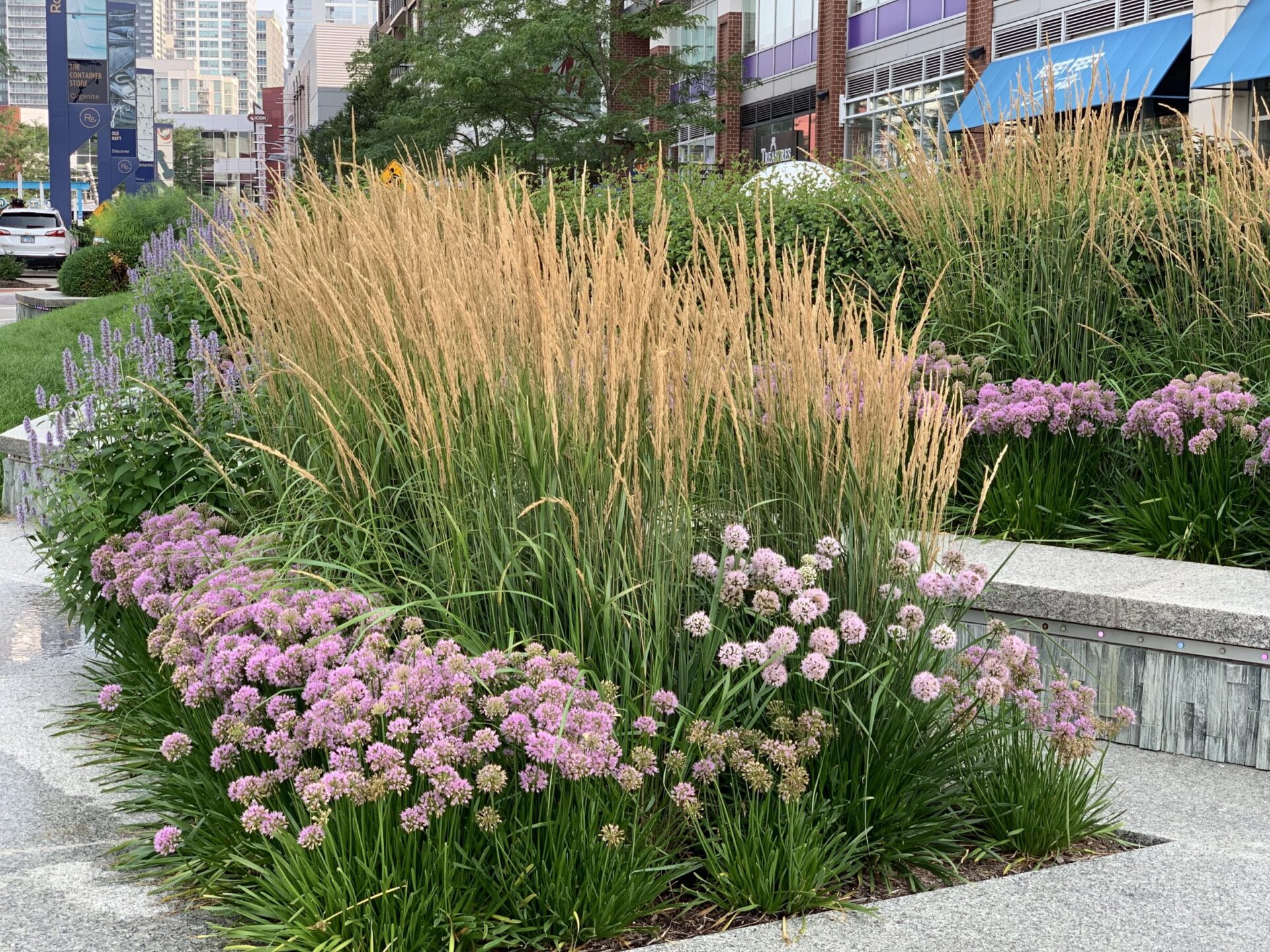 Lush garden with vibrant pink and purple flowers, tall grasses, and surrounding urban architecture. Cityscape with high-rise buildings in the background.