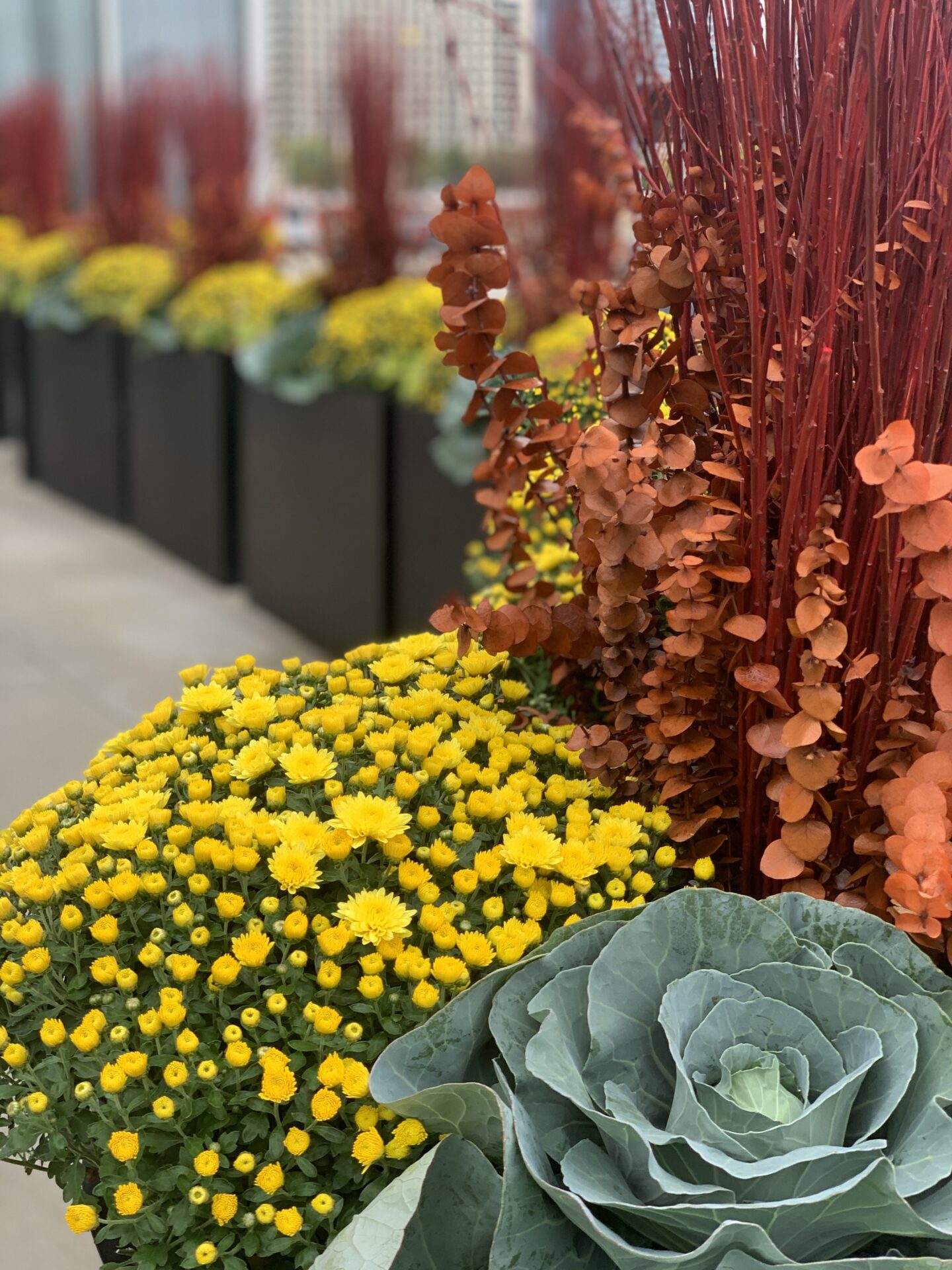 Vibrant display of yellow flowers, orange foliage, and leafy greens adorn planters along a pathway, creating a colorful garden scene.