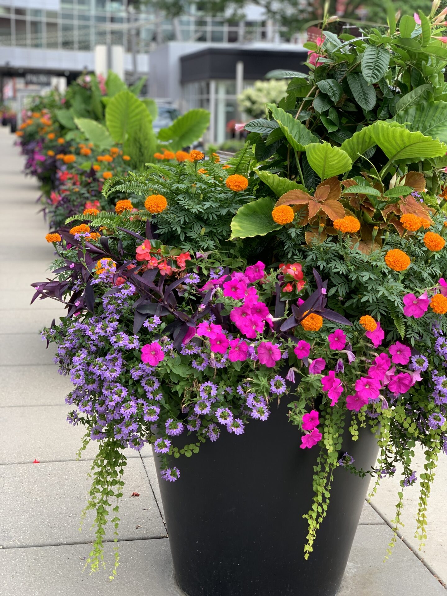 Large flower pots with vibrant pink, orange, and purple blooms line a sidewalk near modern glass and concrete building. Urban greenery setting.