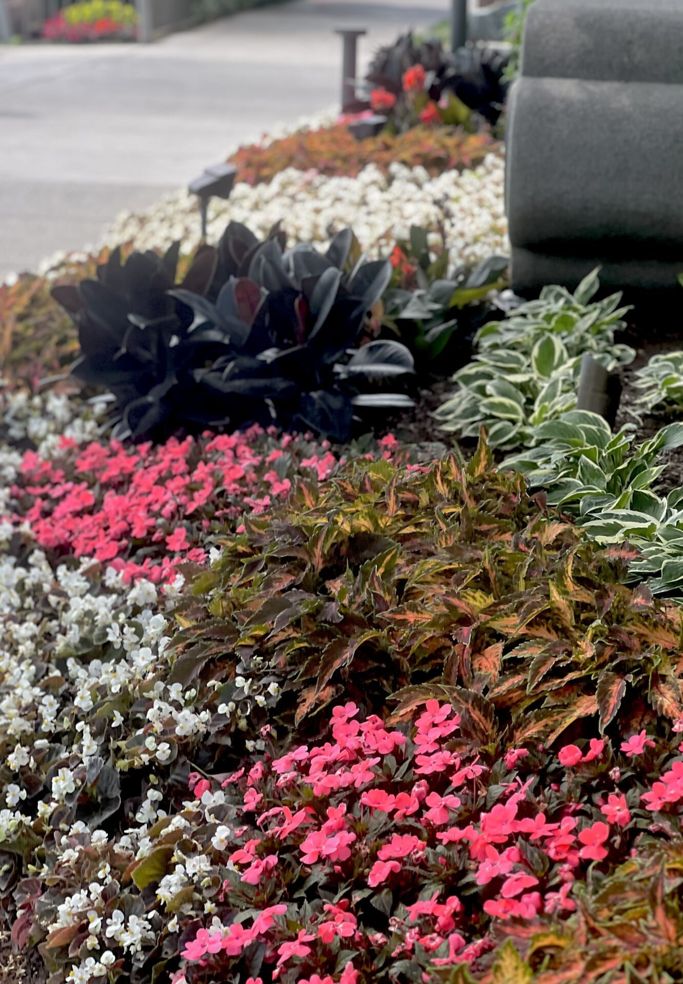 Vibrant garden display featuring pink, white, and dark foliage plants, with a stone bench in a landscaped pathway setting.