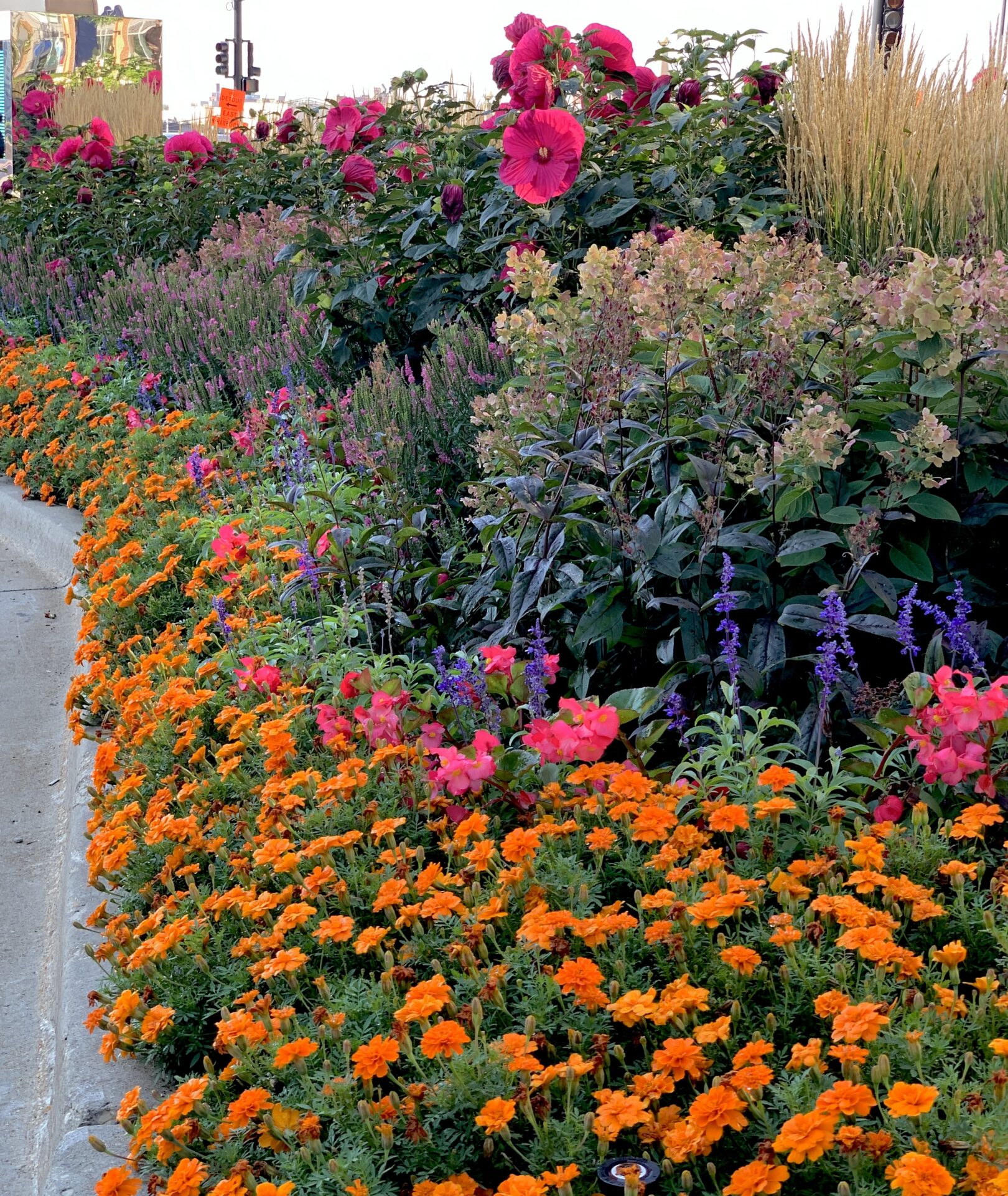 A vibrant garden features orange, pink, red, and purple flowers with a sidewalk and traffic lights in the background, creating urban contrast.