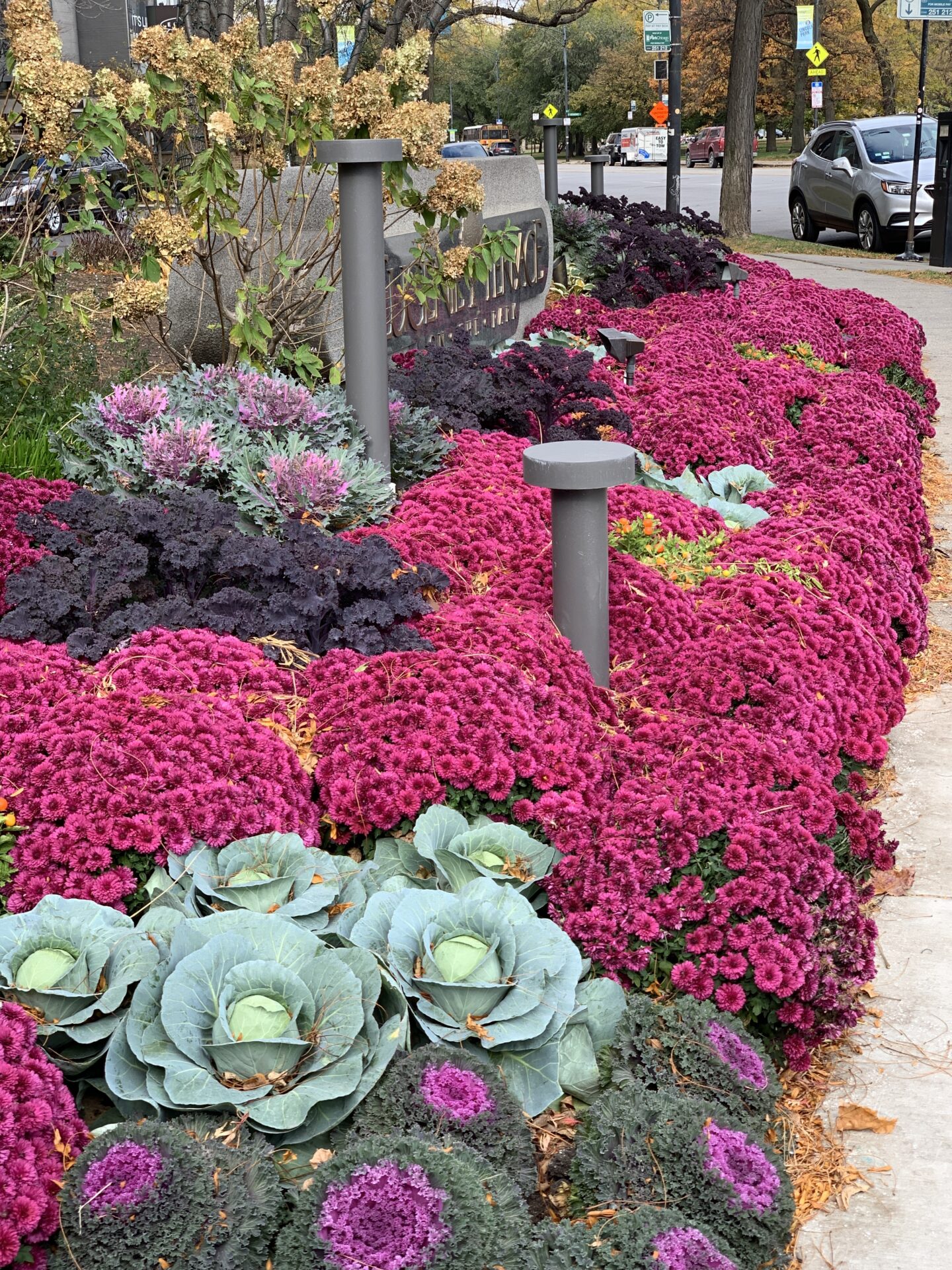 Vibrant garden with purple flowers and ornamental cabbages by a stone sign reading 