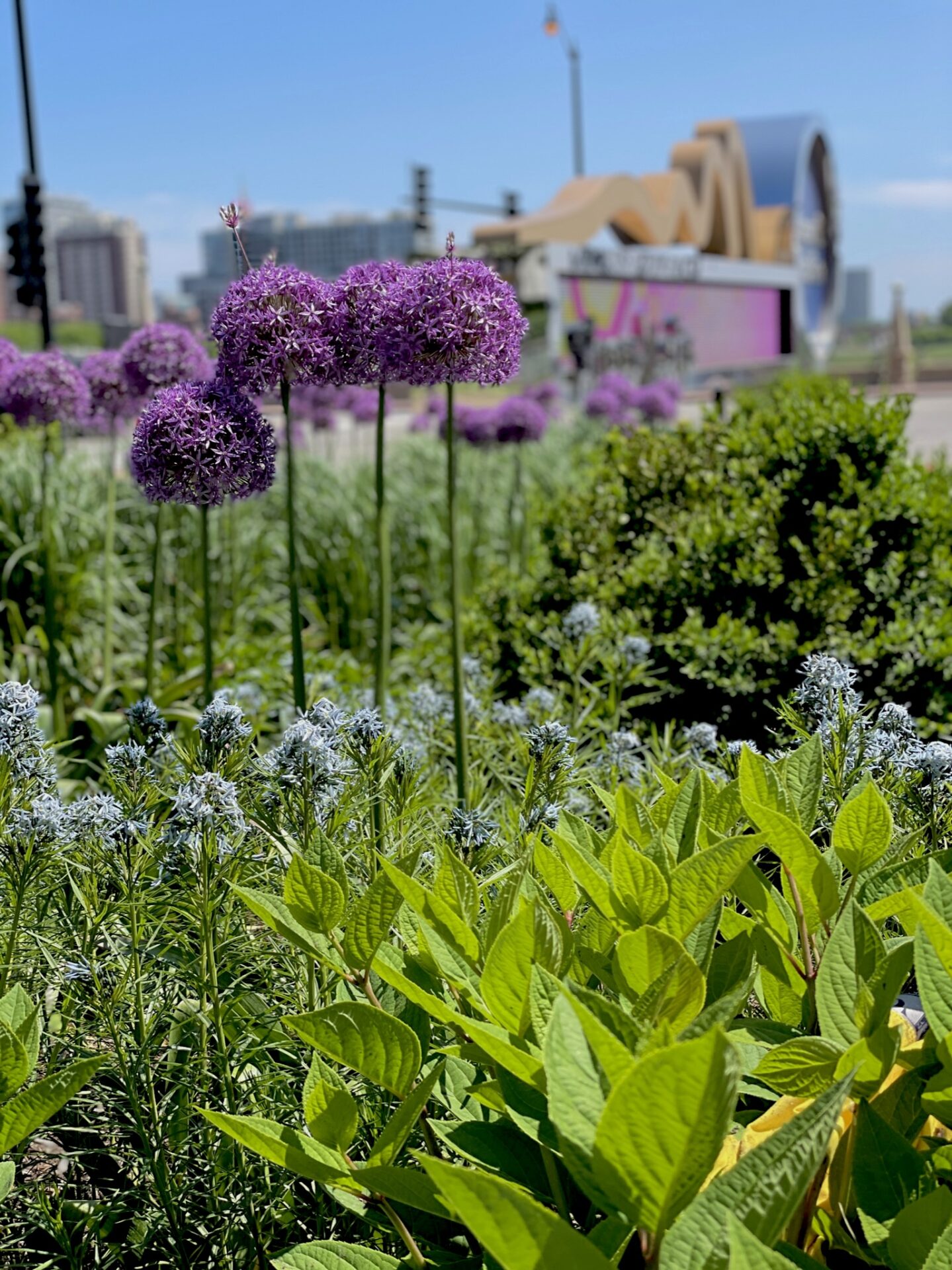 Purple allium flowers bloom in the foreground, with the iconic Navy Pier Ferris wheel visible against a backdrop of blue sky and greenery.