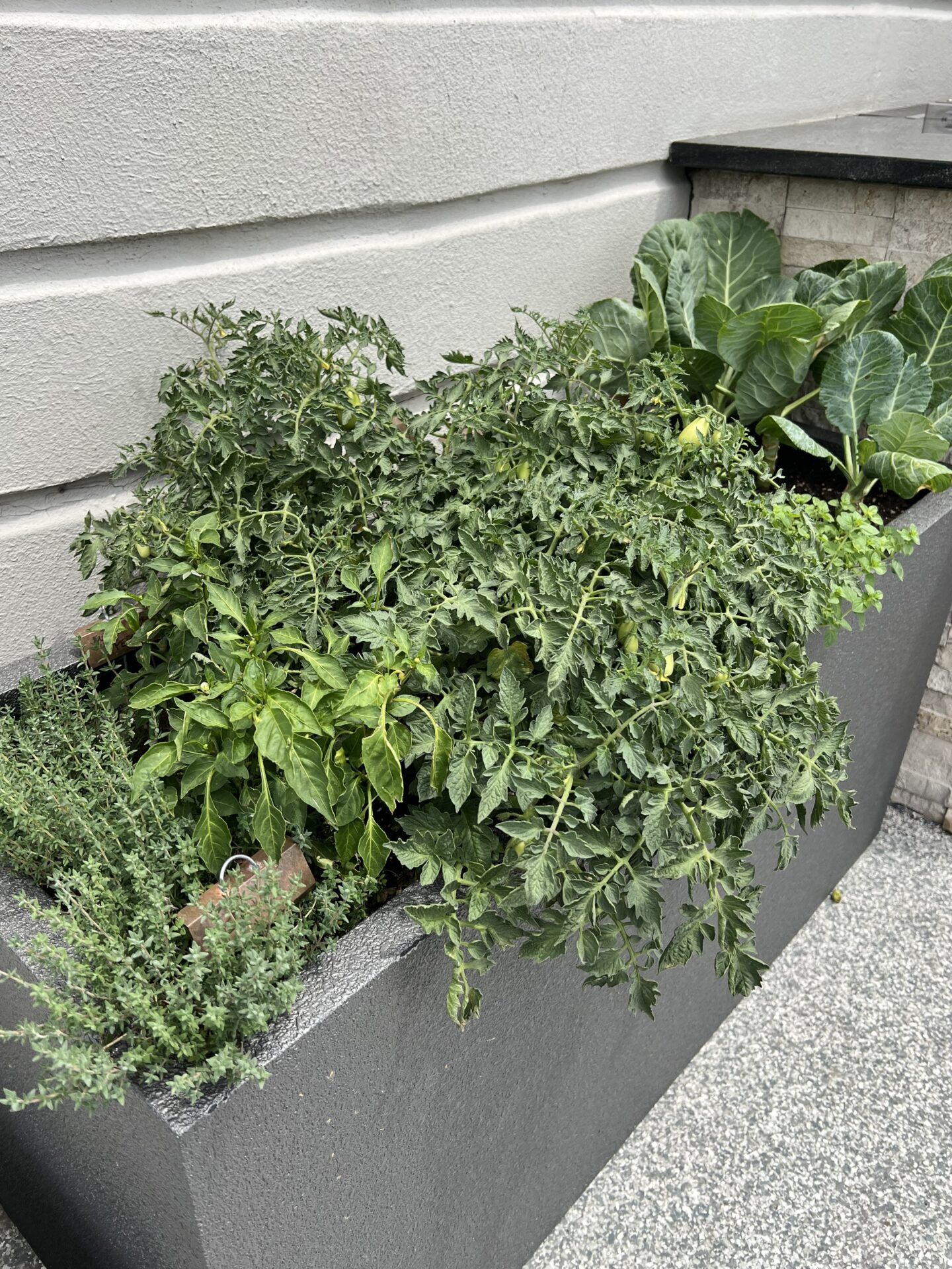 A concrete planter with lush tomato, pepper, thyme, and leafy greens sits against a light-colored wall on a speckled surface.