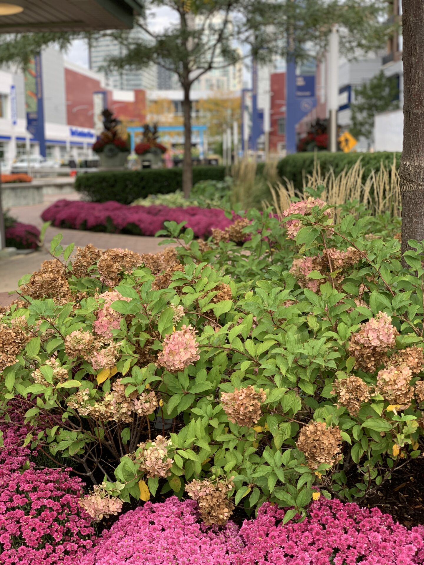 Lush garden with pink and brown flowers, surrounded by buildings. Pathway leads to a cityscape with modern structures in the background.