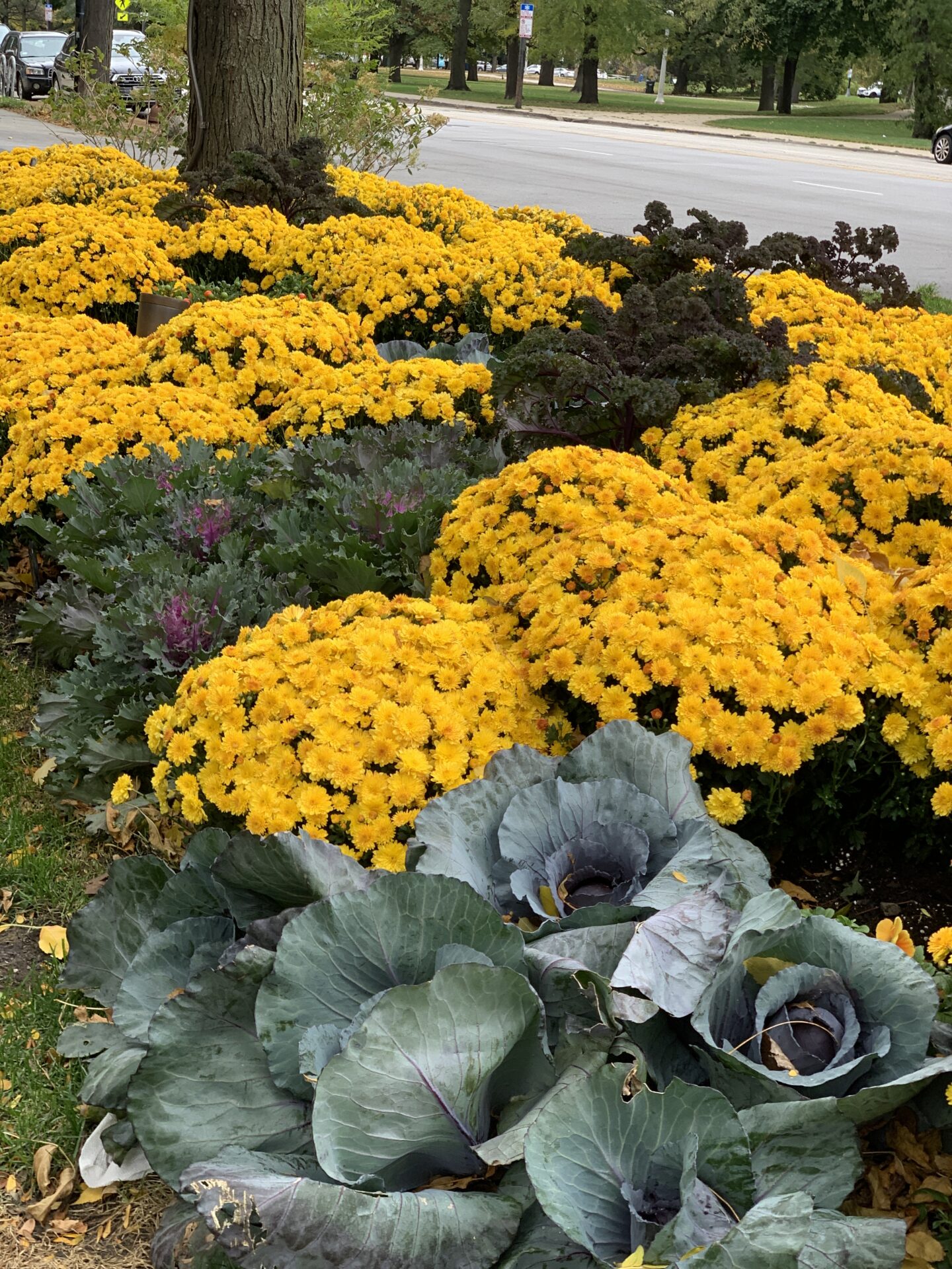 Yellow flowers and leafy greens in a vibrant garden beside a street. Background features parked cars and trees along a sidewalk.