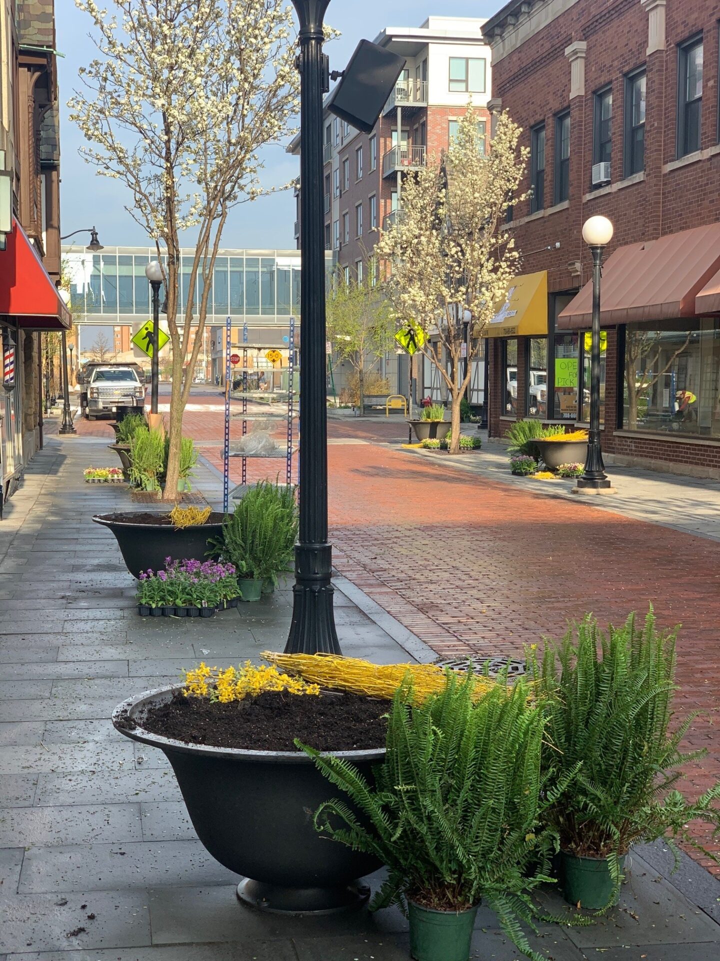 A quiet, brick-lined street with ornamental plants and trees. Modern buildings line the sidewalk, bathed in sunlight on a clear day.
