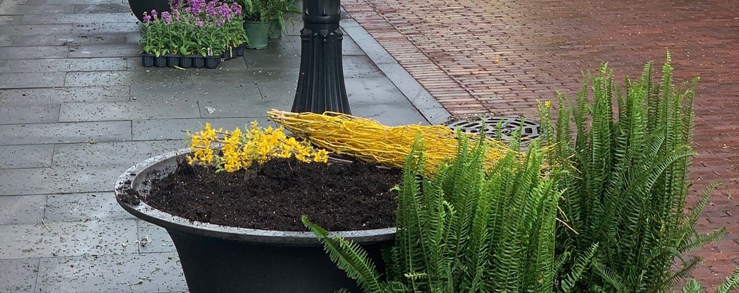 A vibrant sidewalk scene with a large planter, yellow flowers, lush ferns, and a nearby lamp post on a brick pathway.