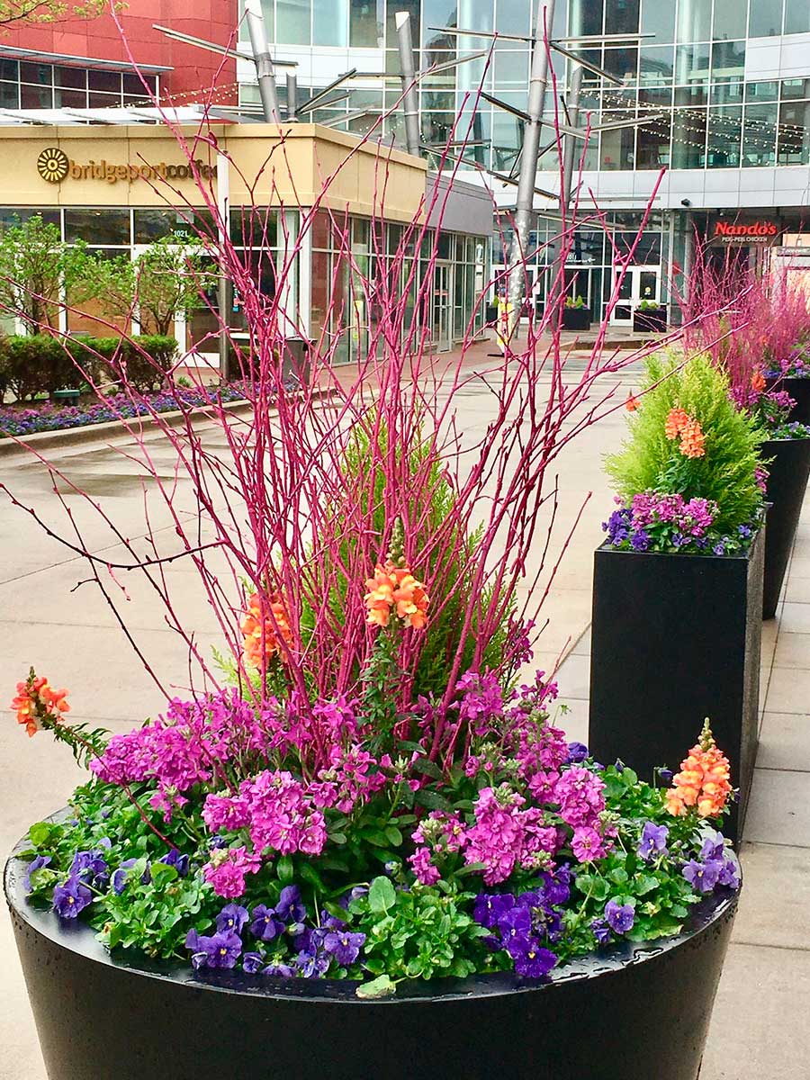 Colorful flowers in large planters line a walkway outside Bridgeport Coffee, near modern glass buildings, creating a vibrant urban streetscape.