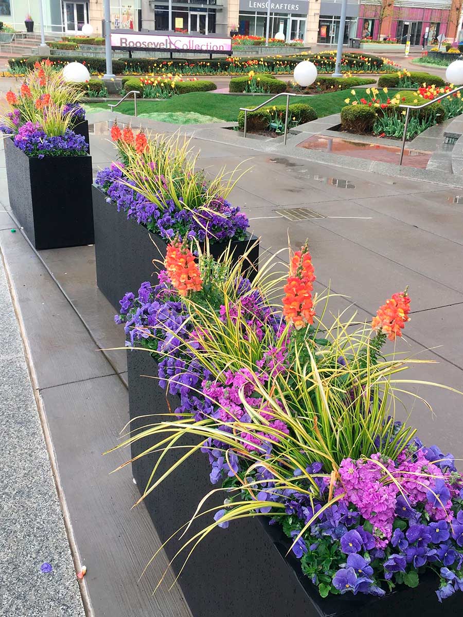 Colorful flowers in black planters line a walkway at Roosevelt Collection, with manicured gardens and storefronts in the background.